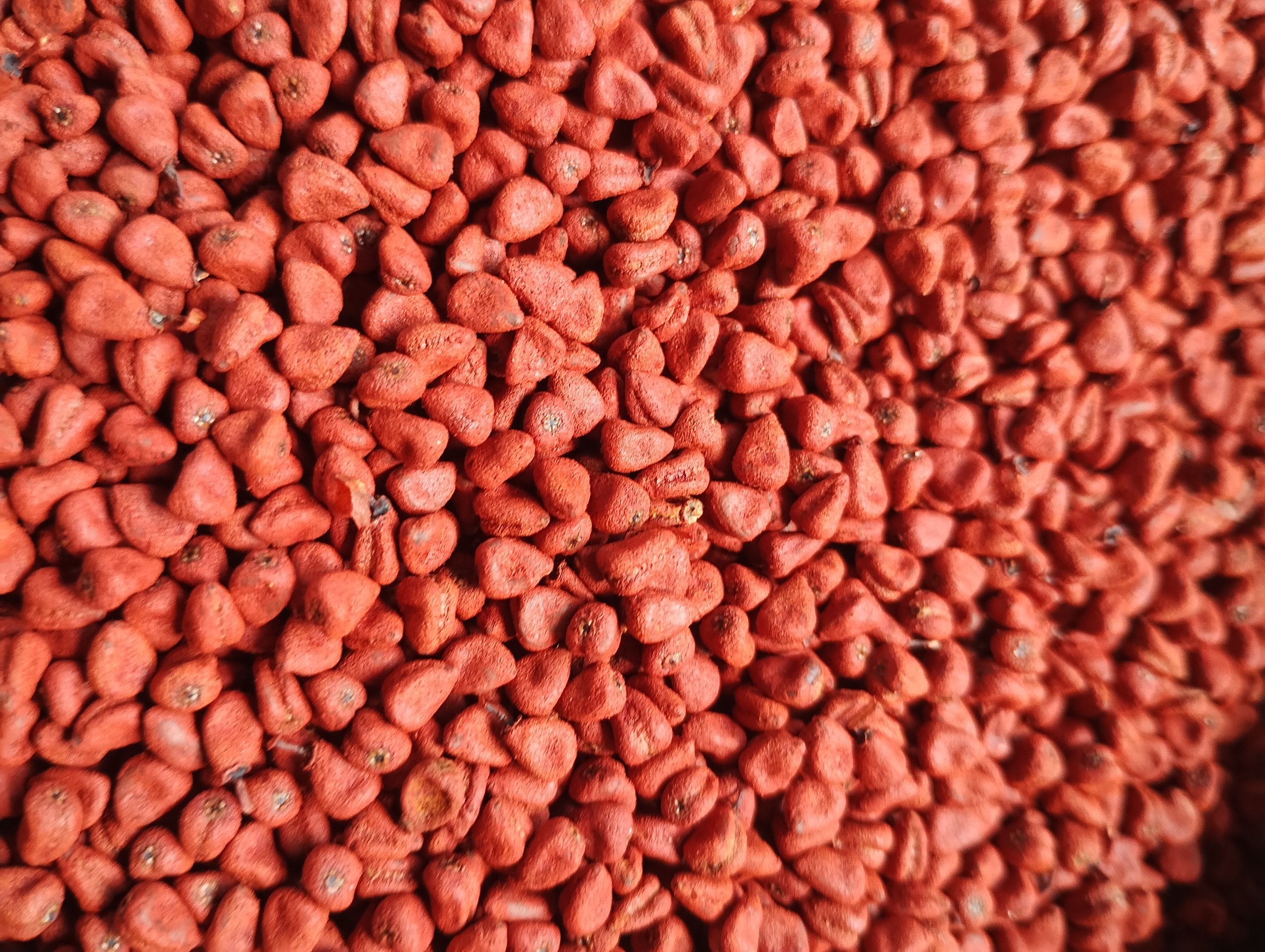 COSECHA MIXIOTE 2 CU.jpg