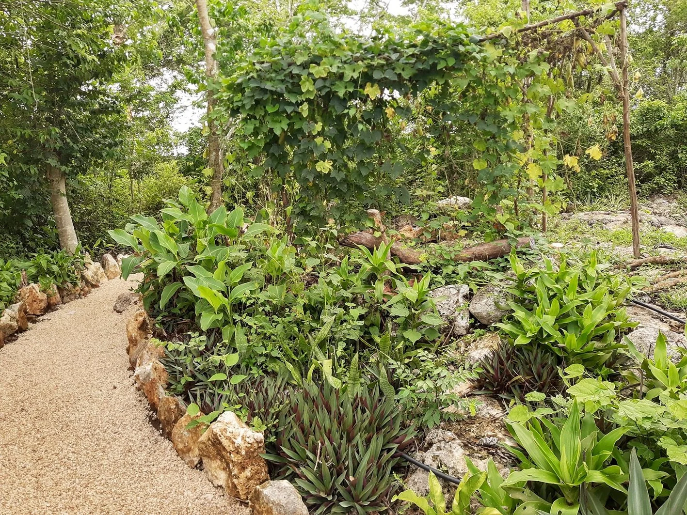 A garden pathway surrounded by lush green plants and rocks.