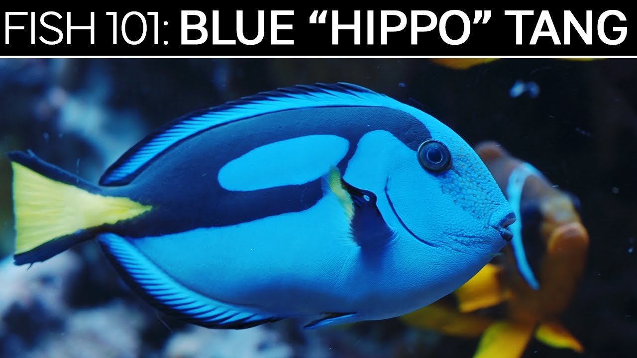 Blue "Hippo" Tang  | Saltwater Fish Care Guides (Copy)
