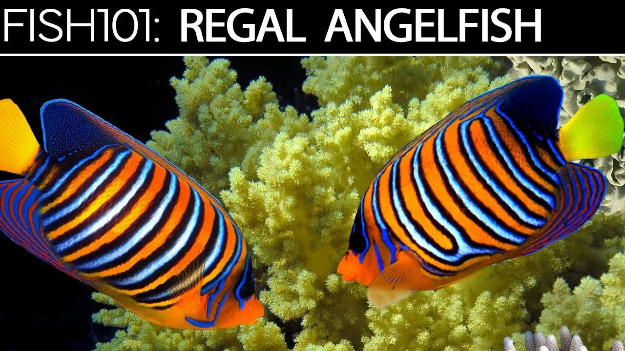 Regal Angelfish | Saltwater Fish Care Guides (Copy)