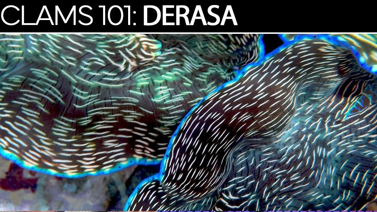 Derasa | Clams 101 Care Guide, Tips, & Troubleshooting
