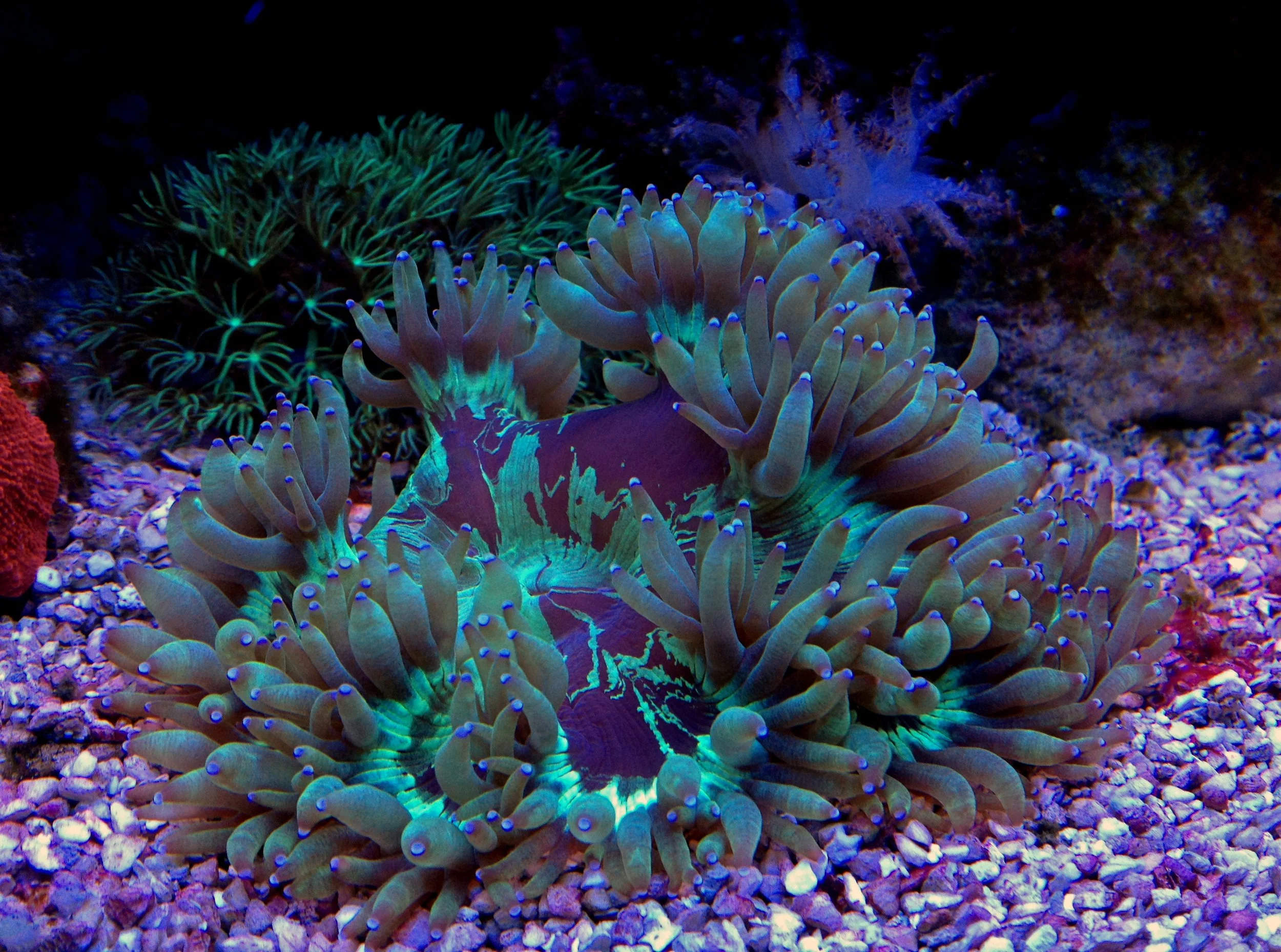 Elegance coral 10.jpg