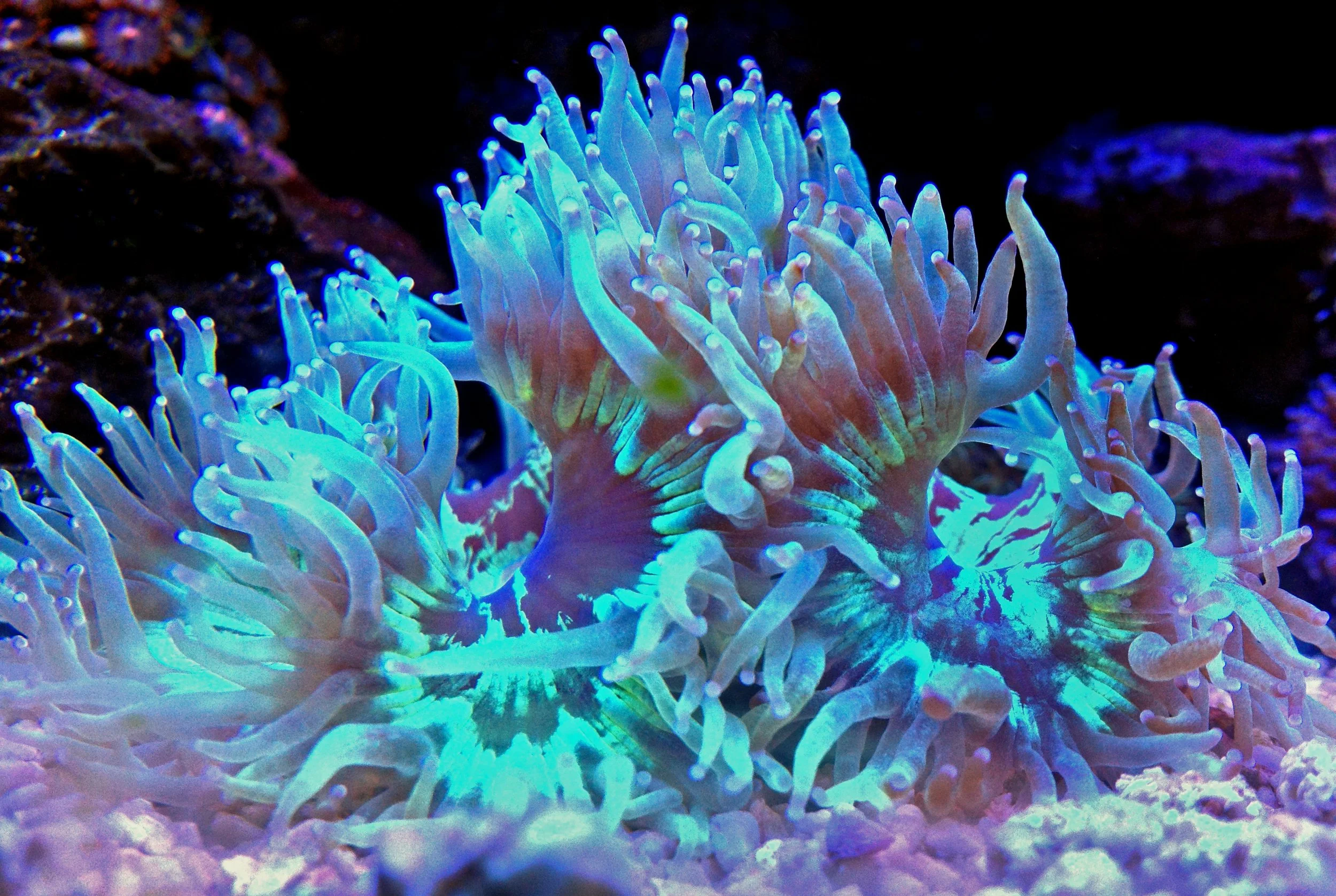 Elegance coral 9.jpg