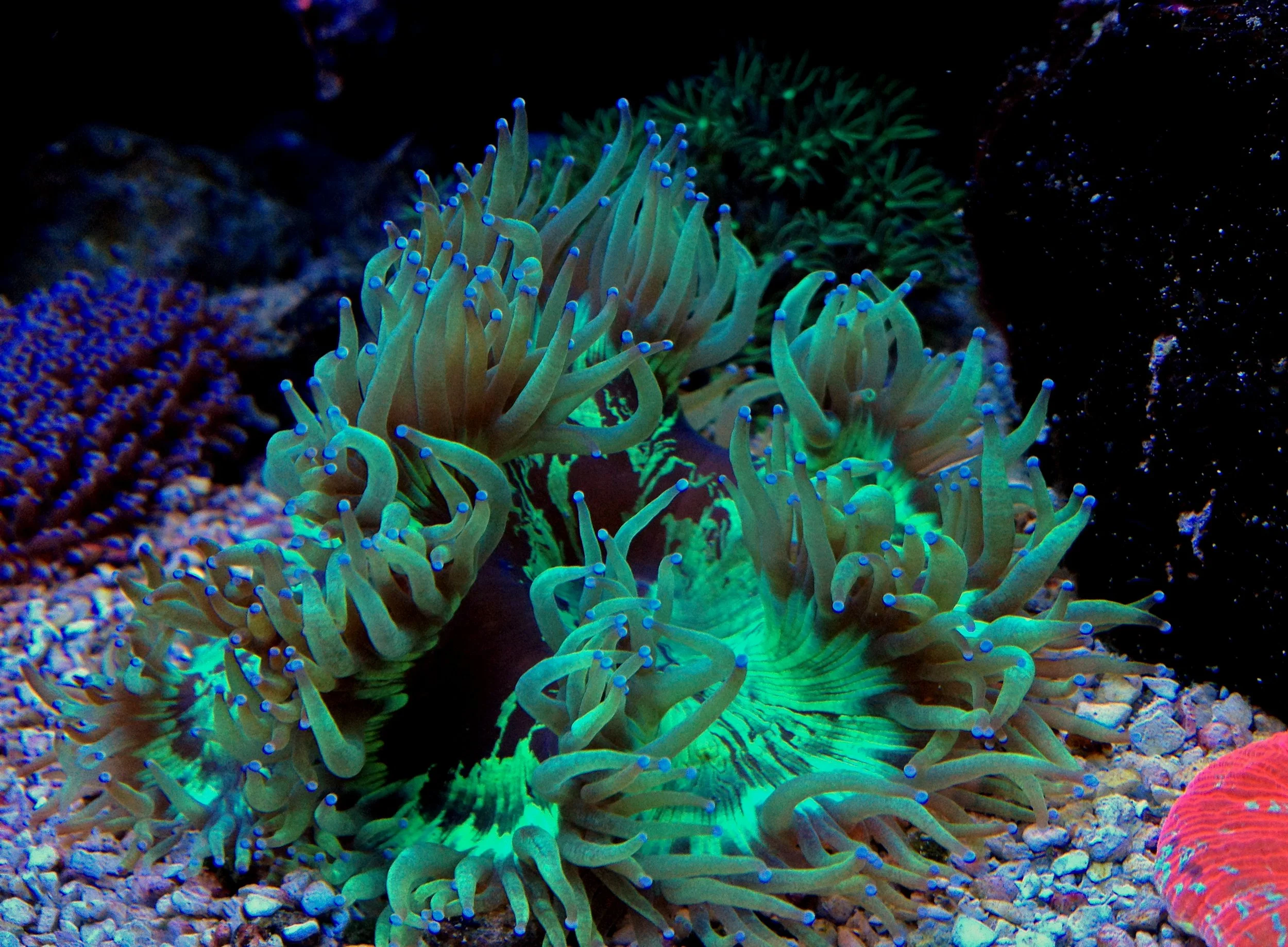 Elegance coral 8.jpg