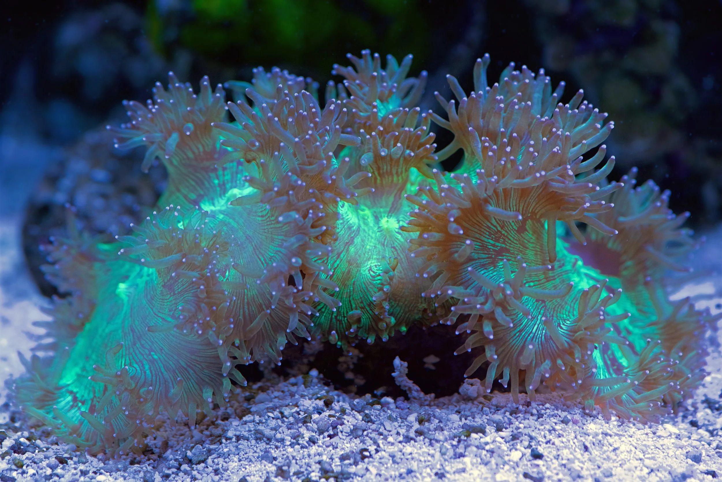 Elegance coral 7 .jpg