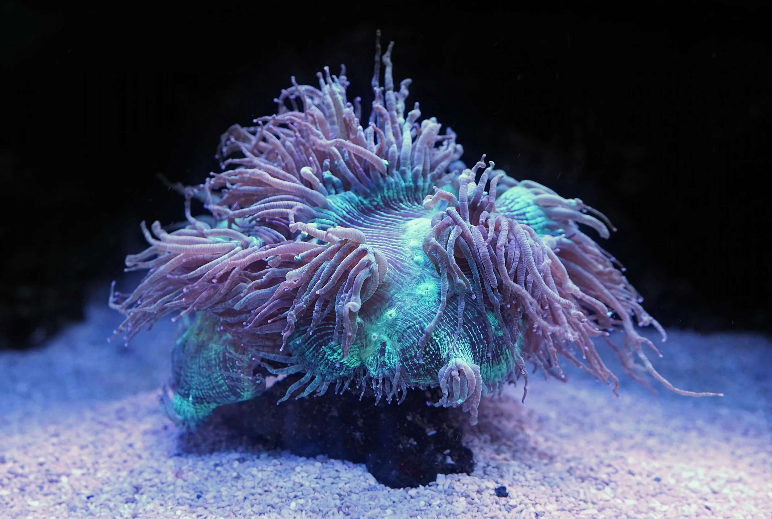 Elegance coral 6.jpg