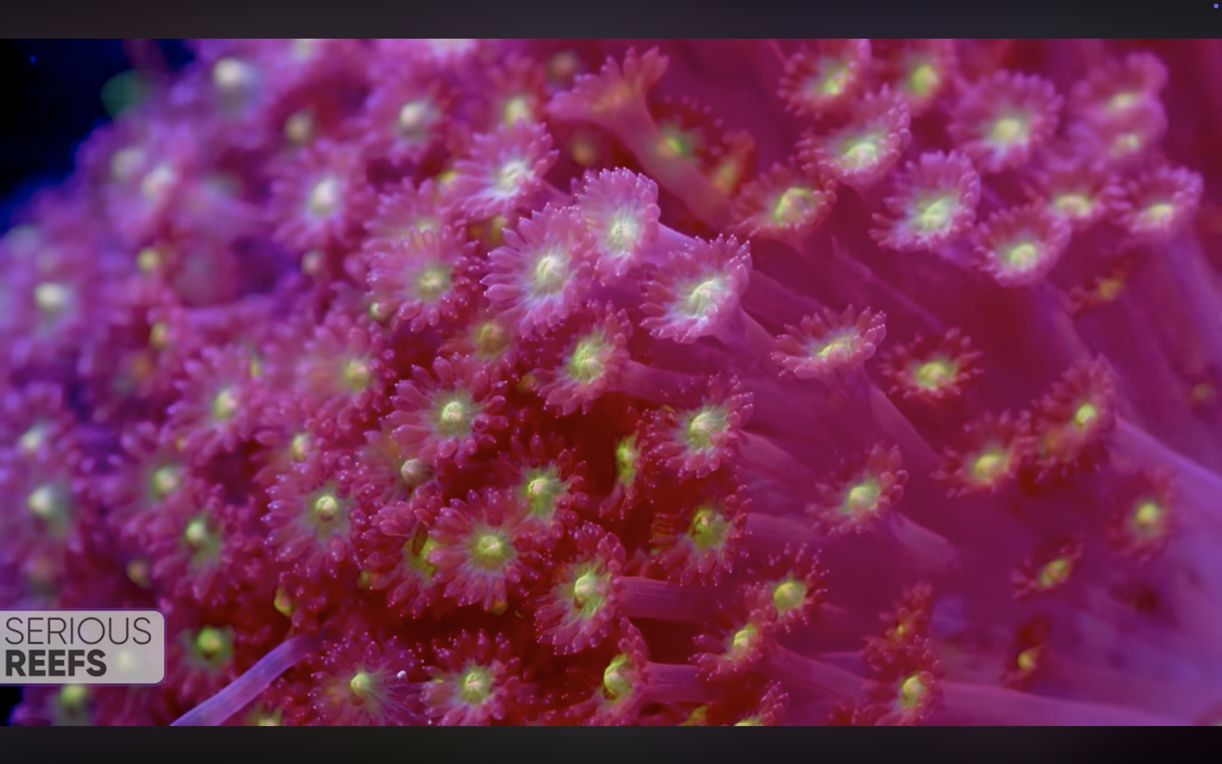 goniopora 12.png