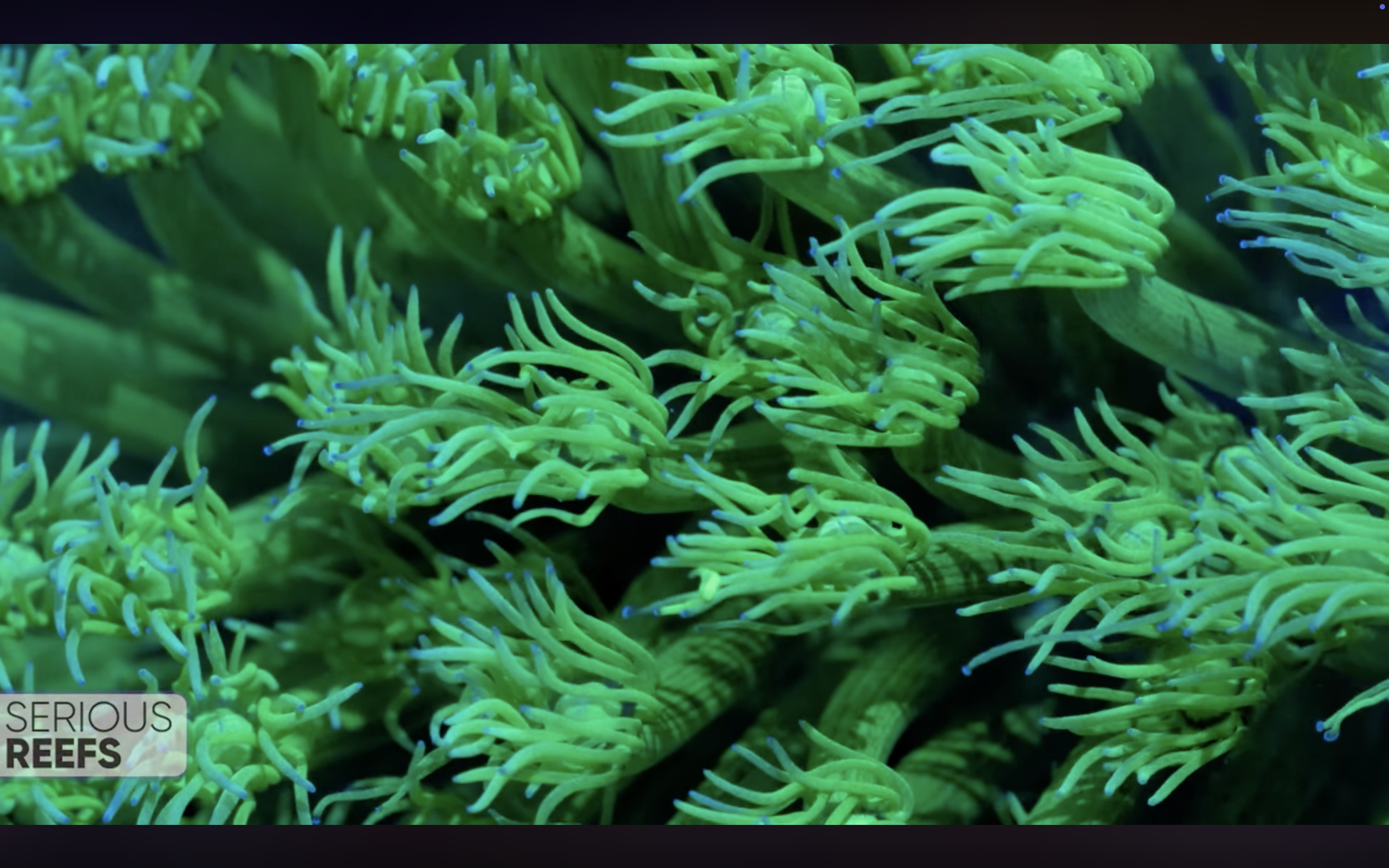 goniopora 13.png