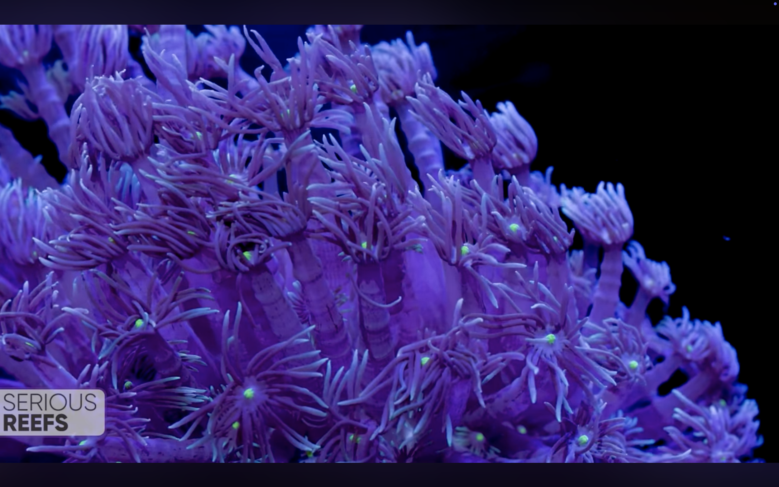 goniopora 14.png