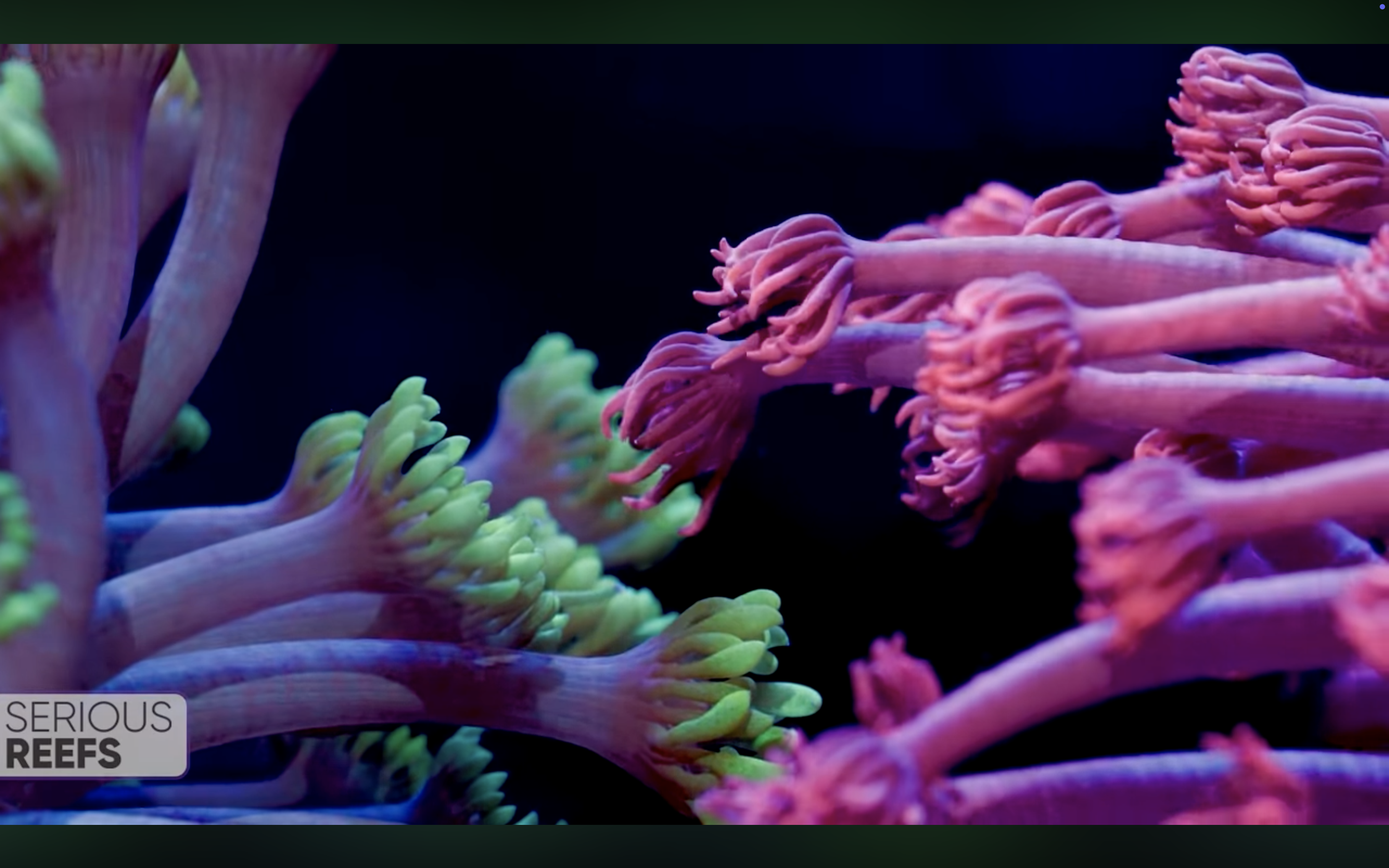 goniopora 15.png
