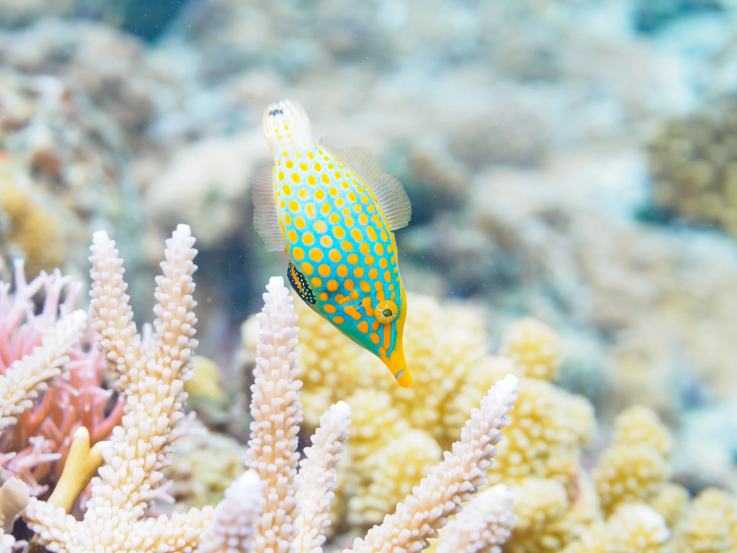 Harlequin Filefish1.jpg