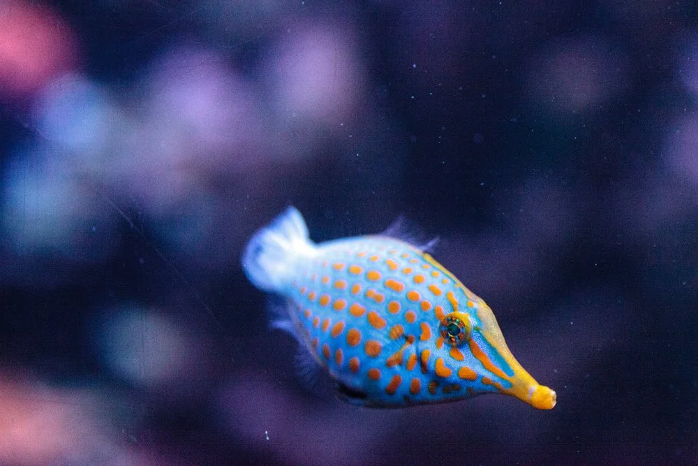 Harlequin Filefish3.jpg