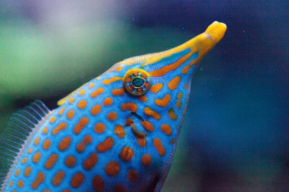 Harlequin Filefish4.jpg