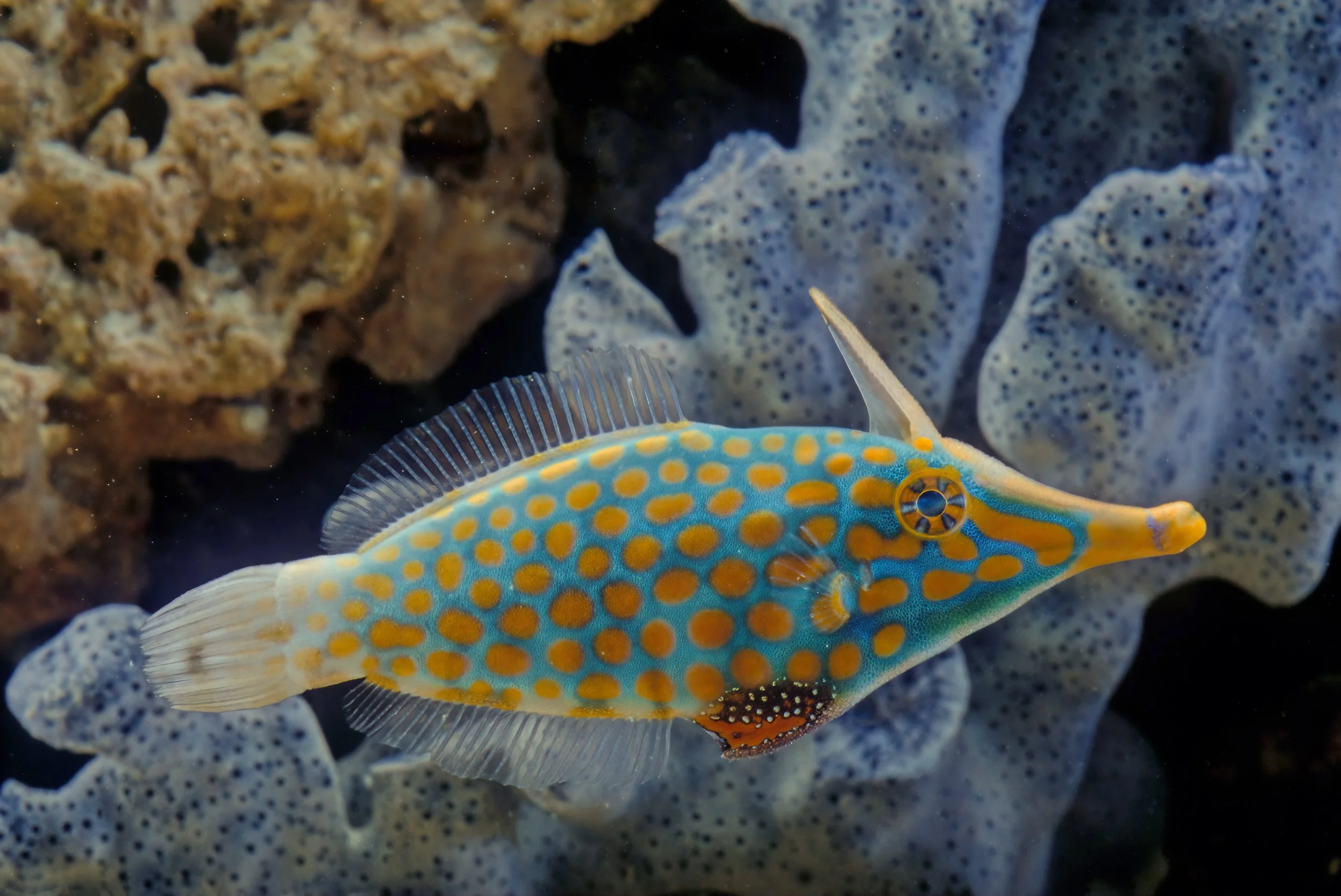 Harlequin Filefish2.jpg