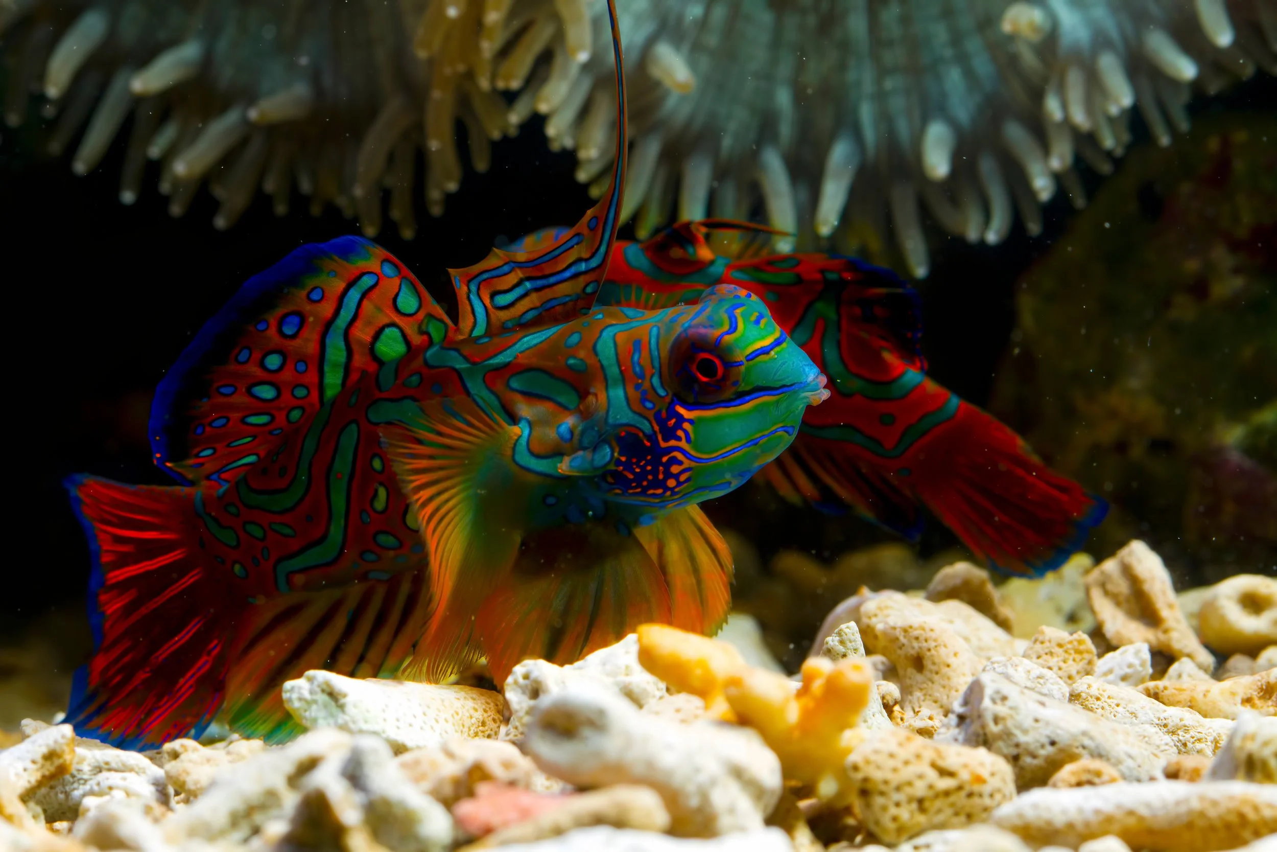 Mandarin fish2.jpg