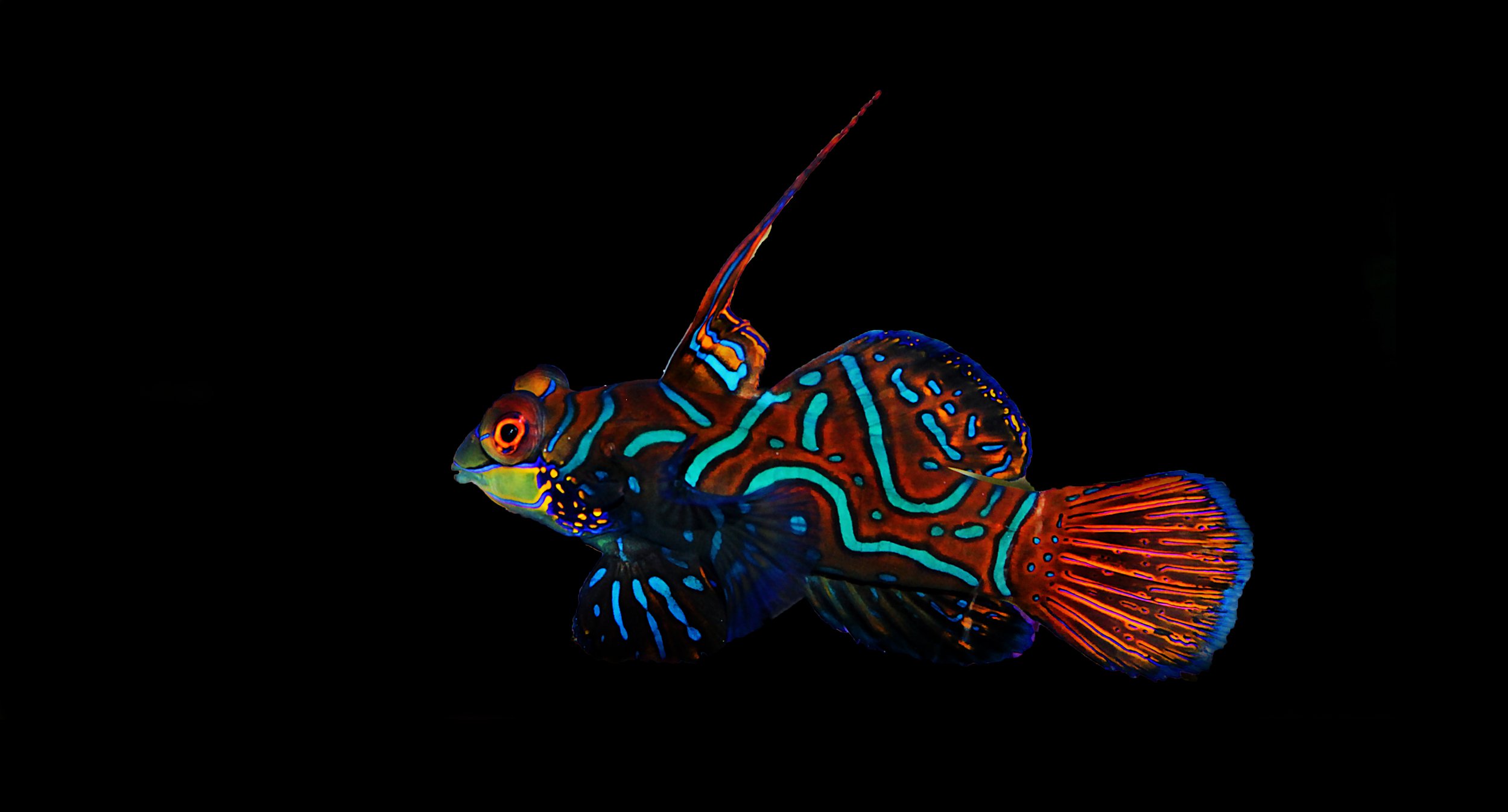 Mandarin fish3.jpg