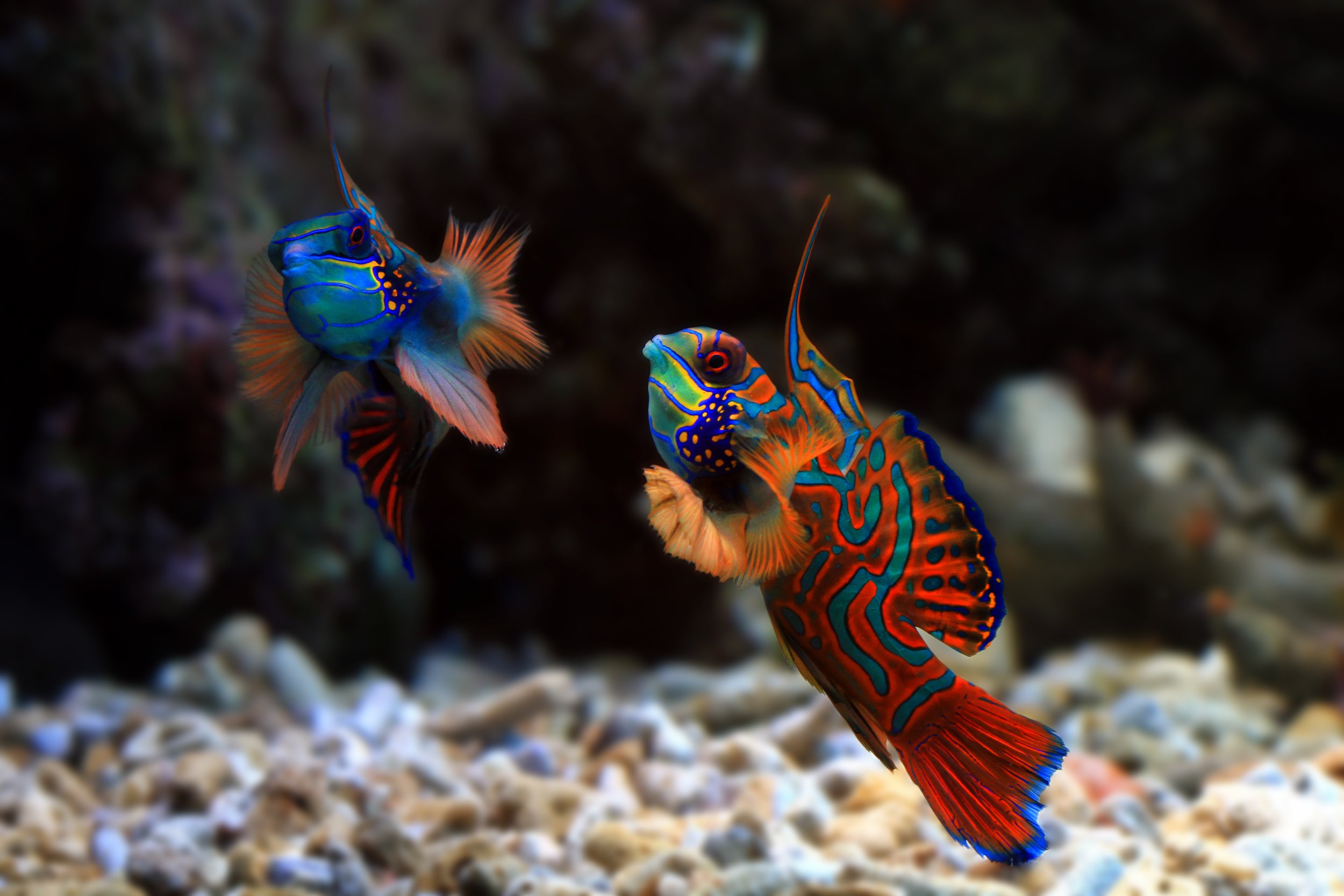 Mandarin fish4.jpg