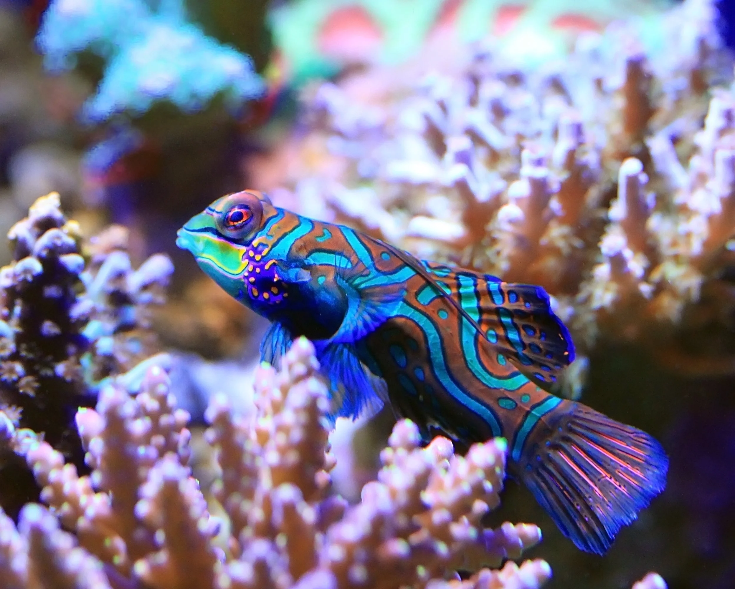 Mandarin fish5.jpg