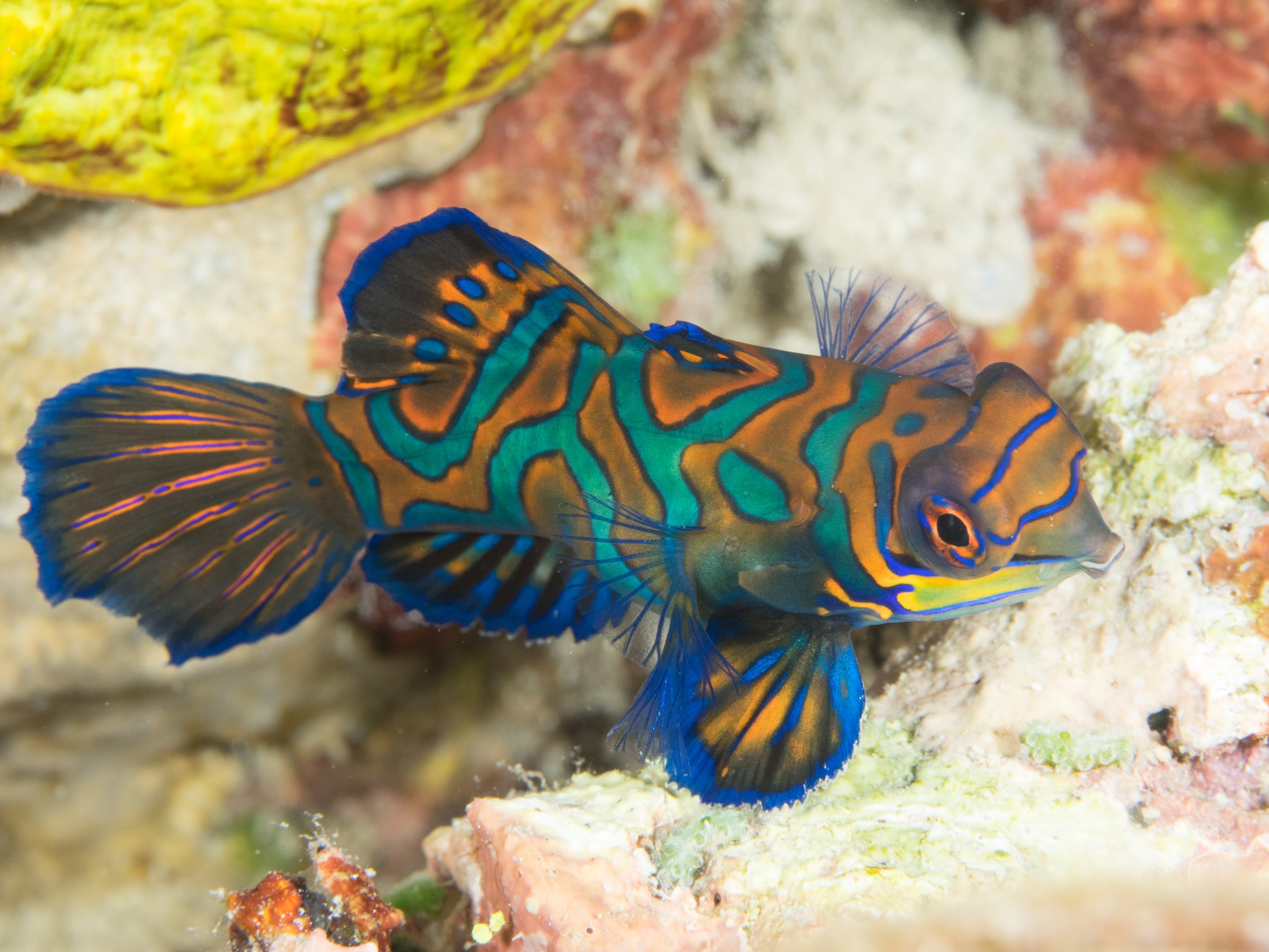 Mandarin fish6.jpg