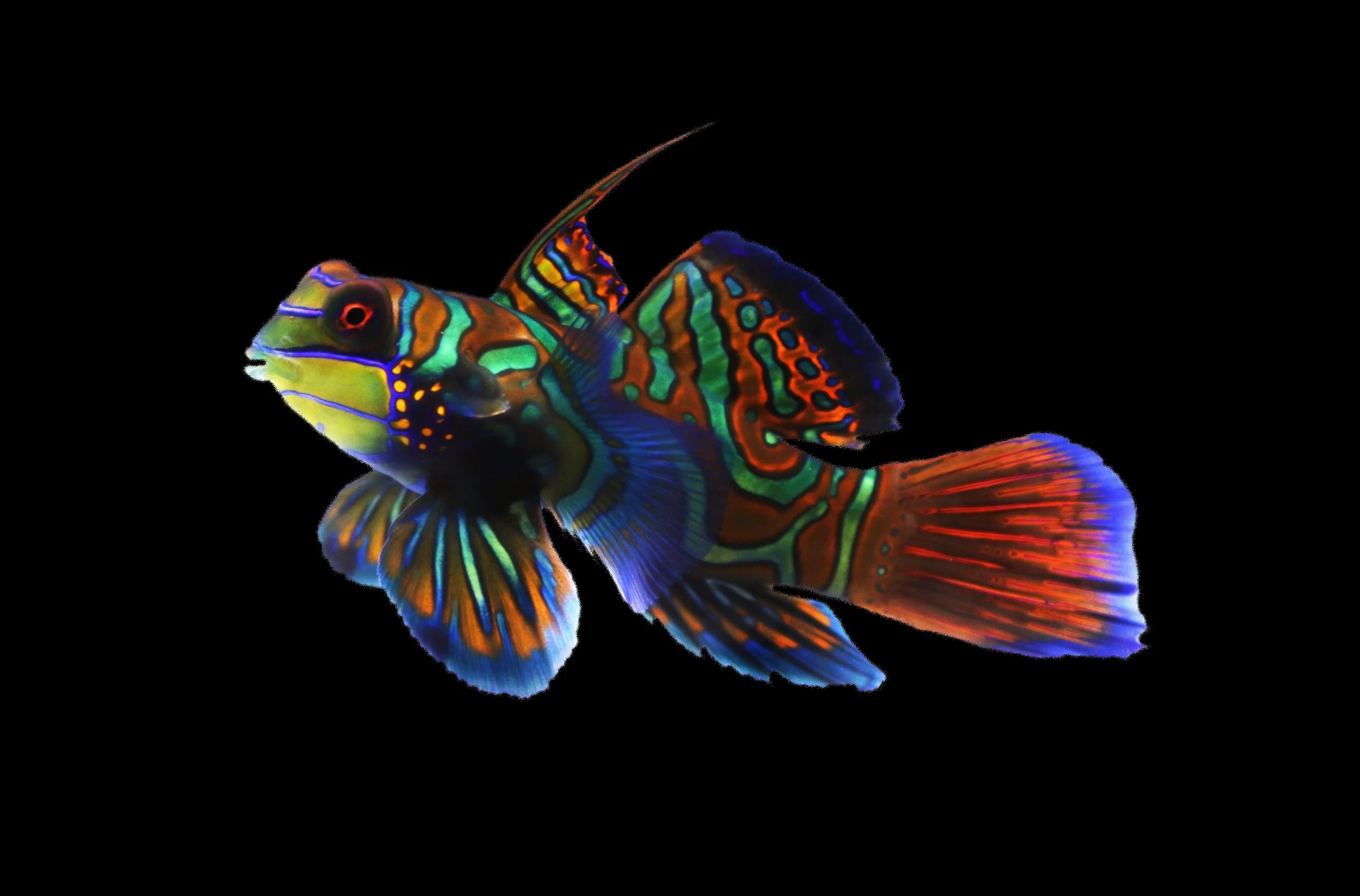 Mandarin fish8.jpg