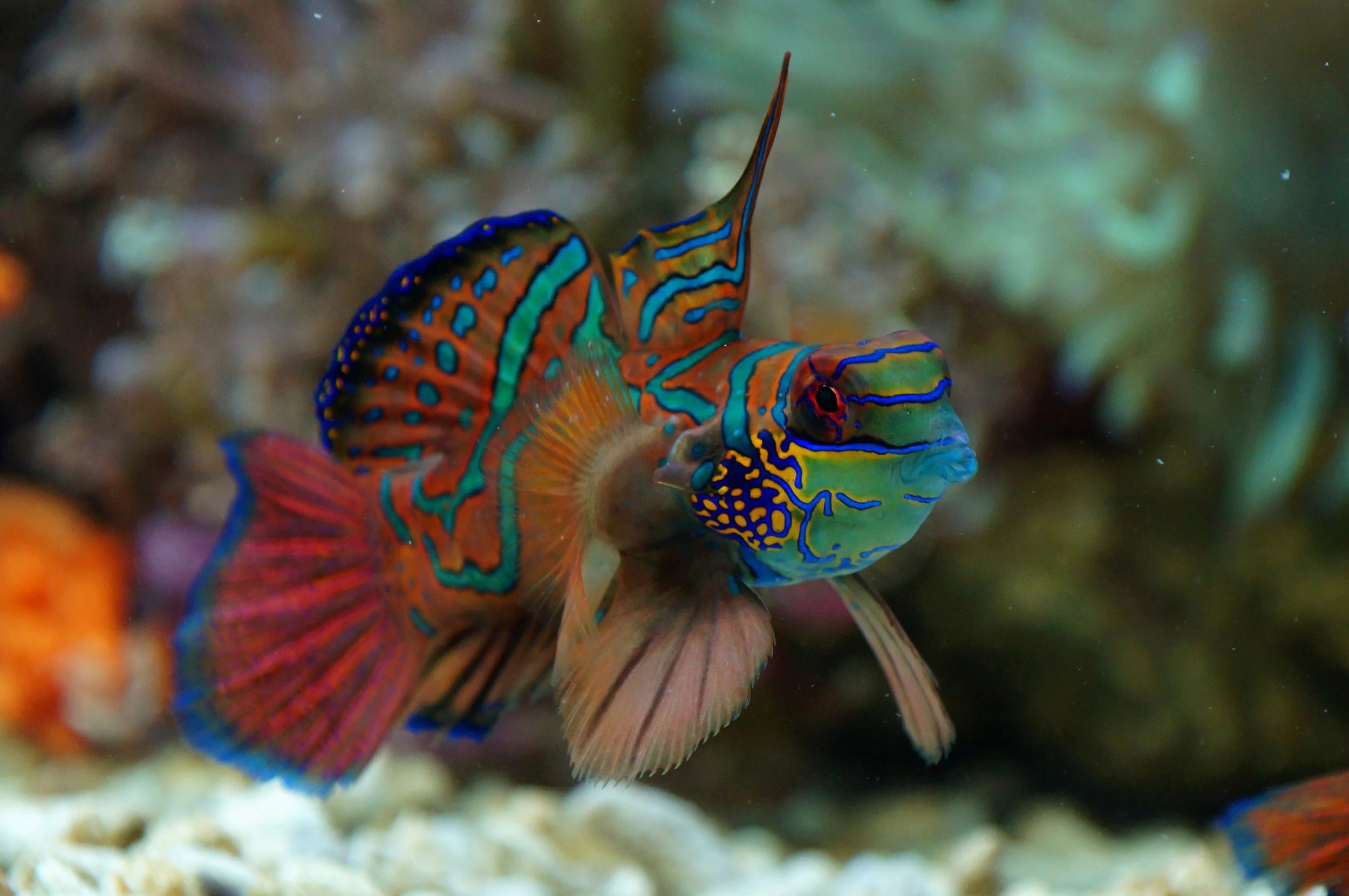 Mandarin fish7.jpg