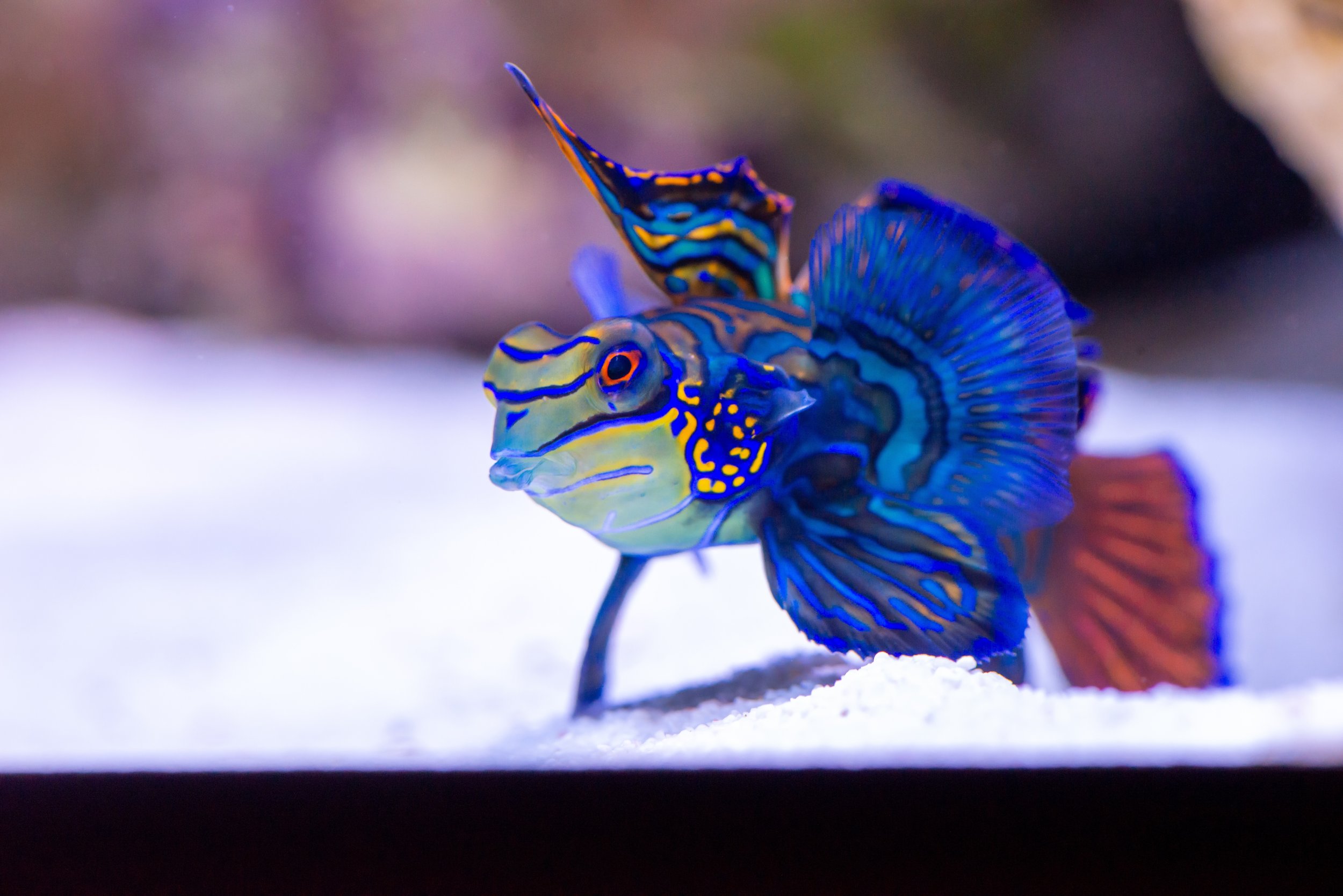 Mandarin fish9.jpg