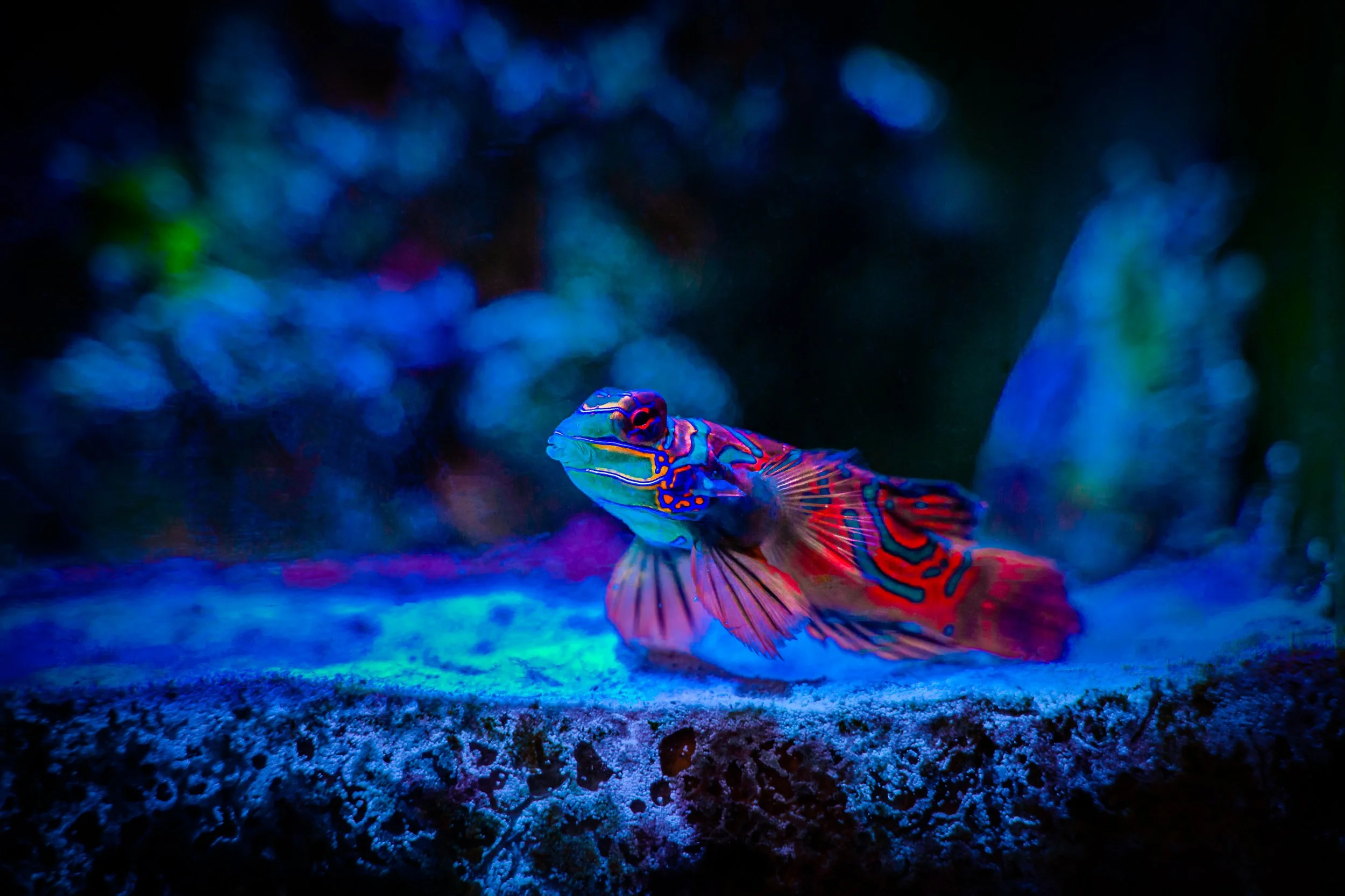 Mandarin fish12.jpg