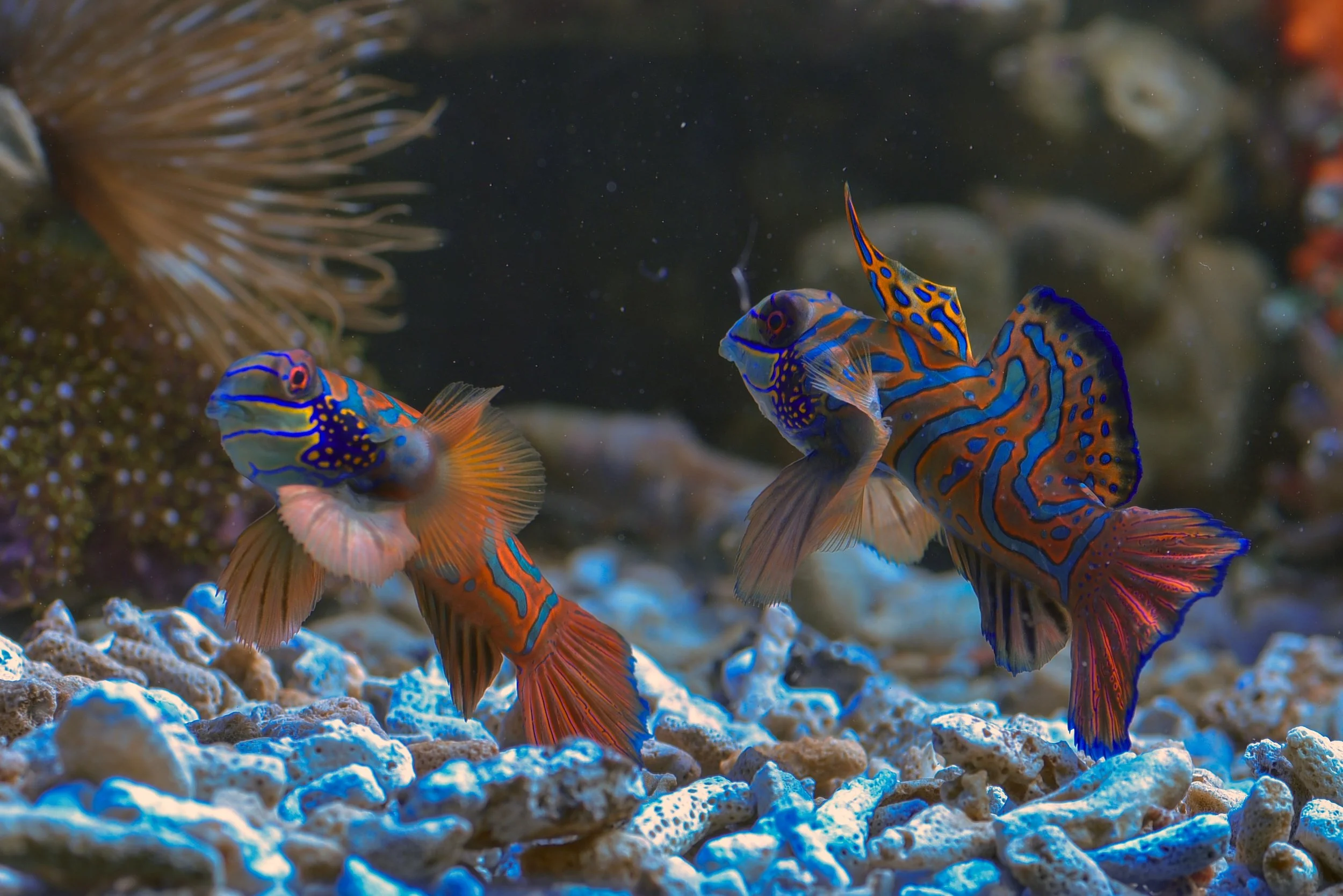 Mandarin fish10.jpg