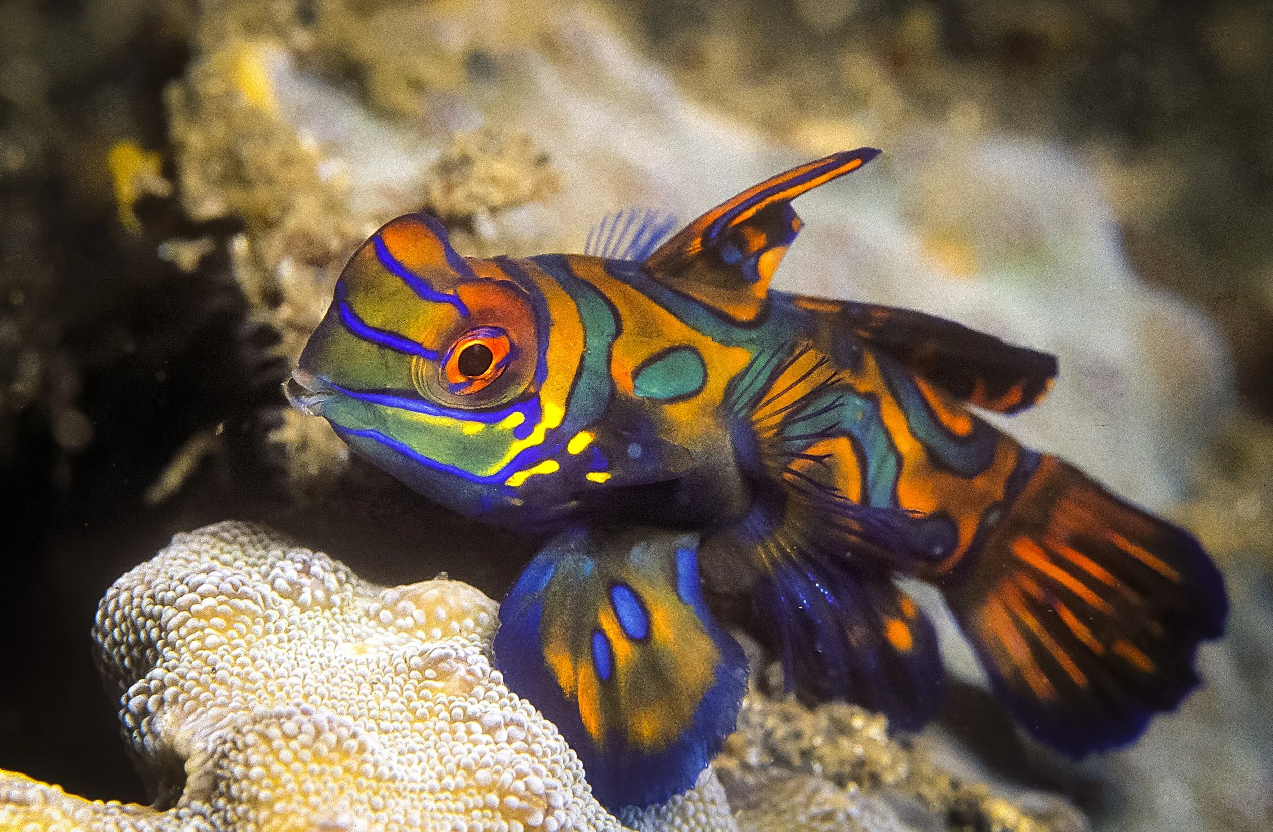Mandarin fish13.jpg