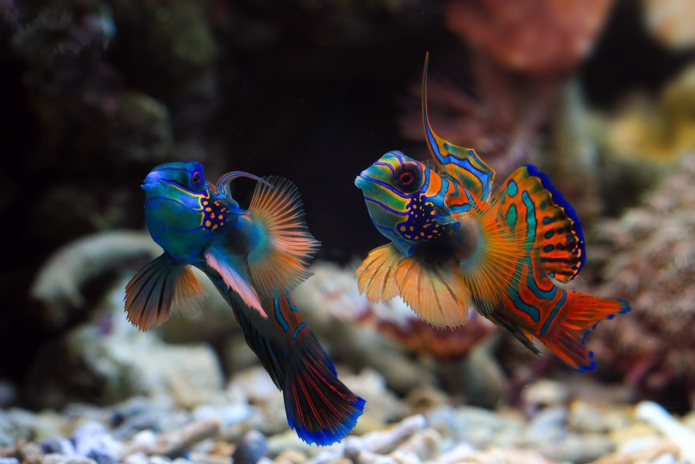 Mandarin fish14.jpg