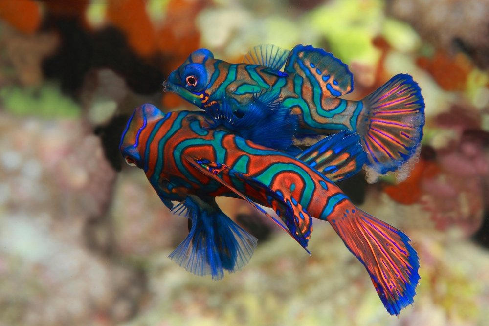 Mandarin fish15.jpg