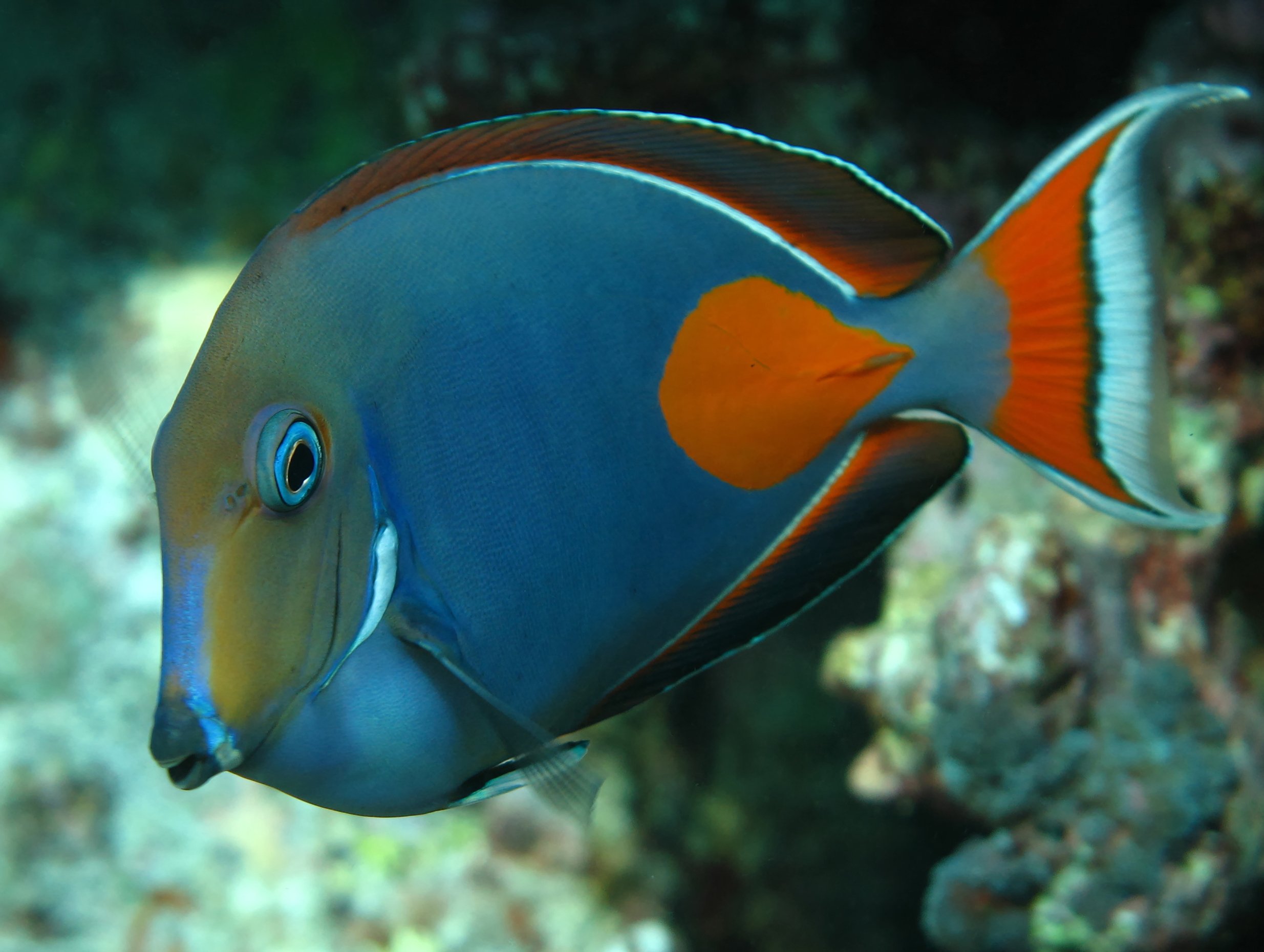 Achilles Tang1.jpg