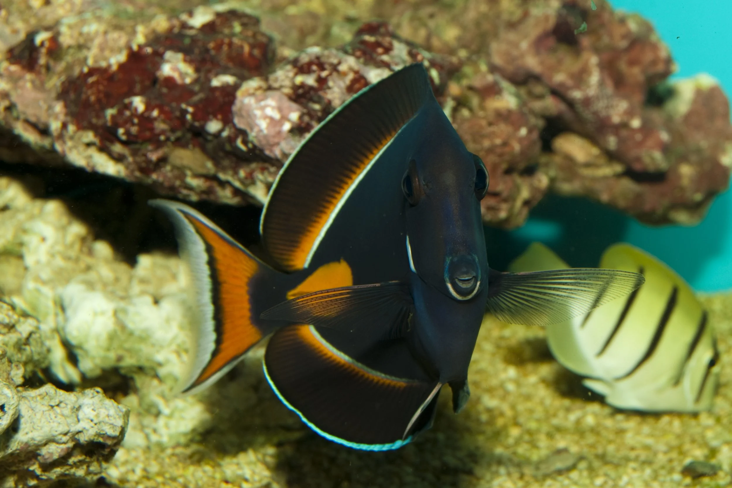 Achilles Tang2.jpg