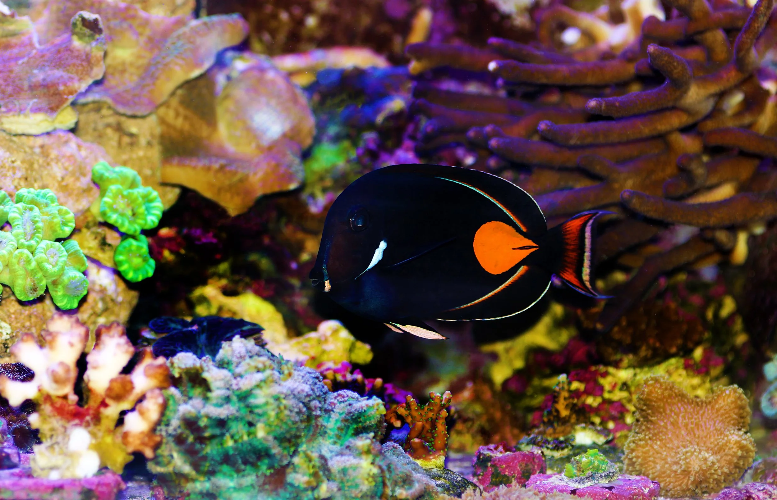Achilles Tang3.jpg