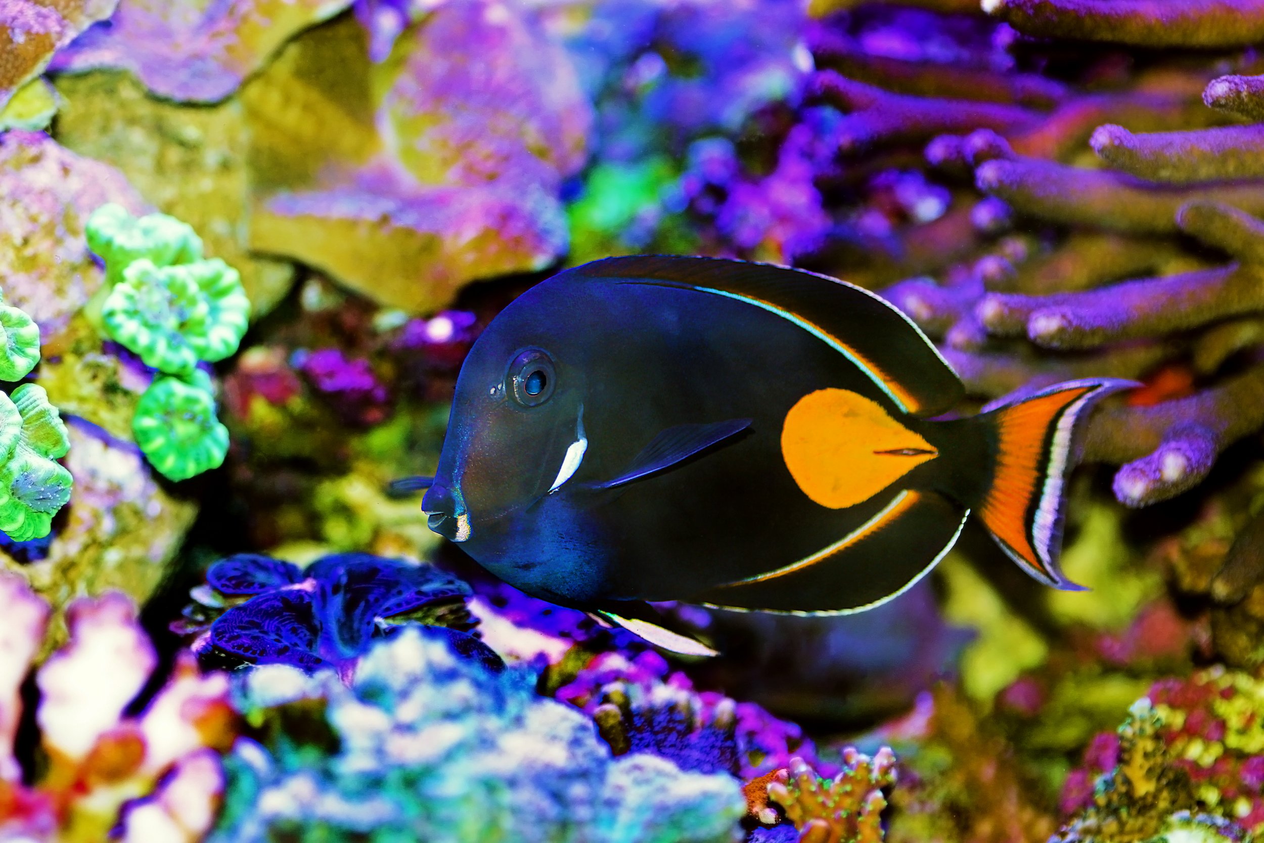 Achilles Tang4.jpg