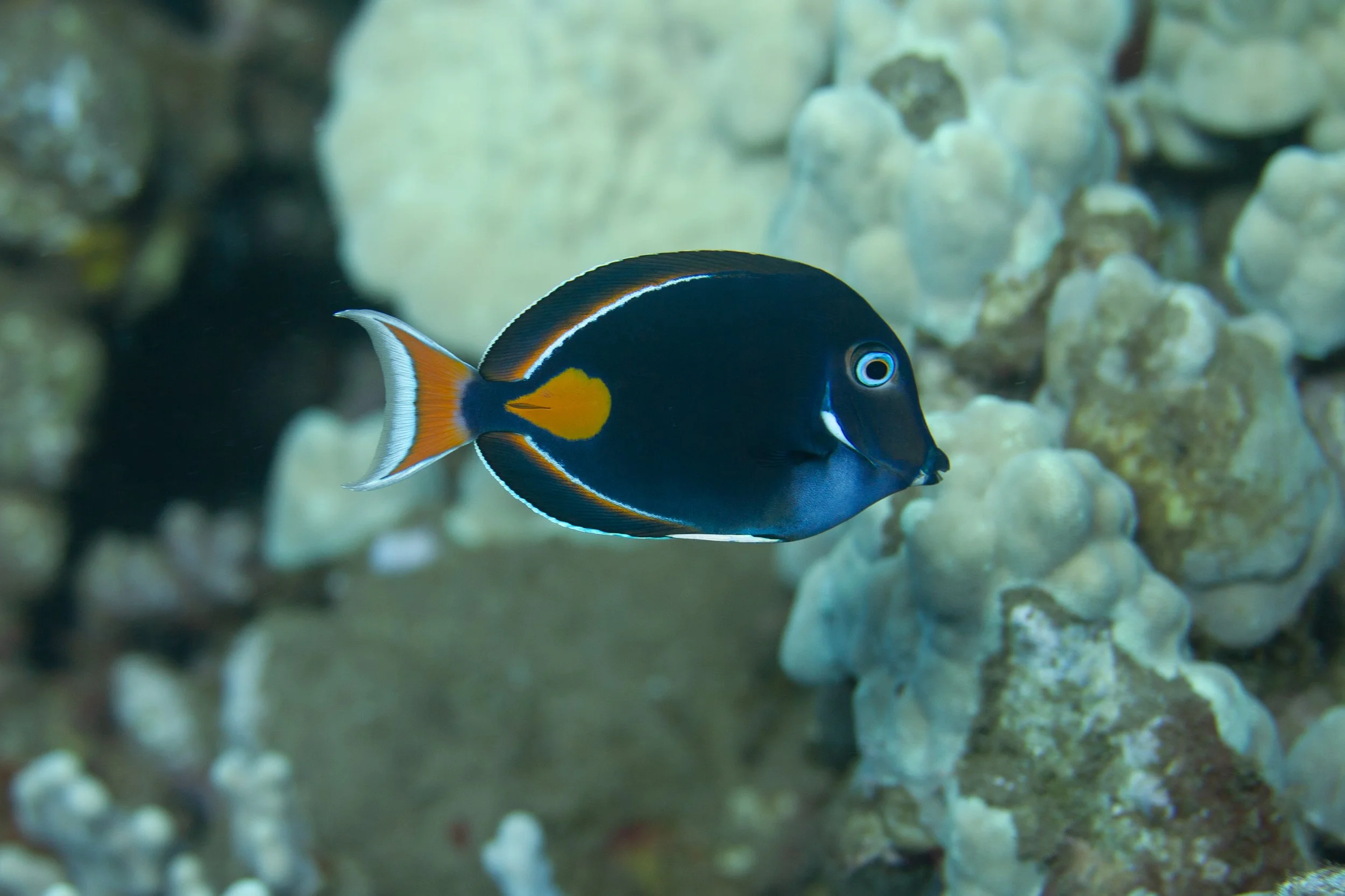 Achilles Tang8.jpg