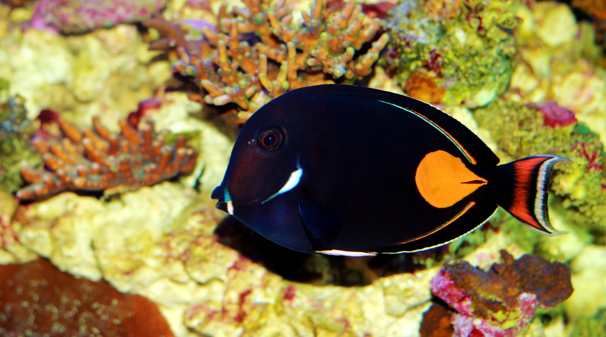 Achilles Tang5.jpg