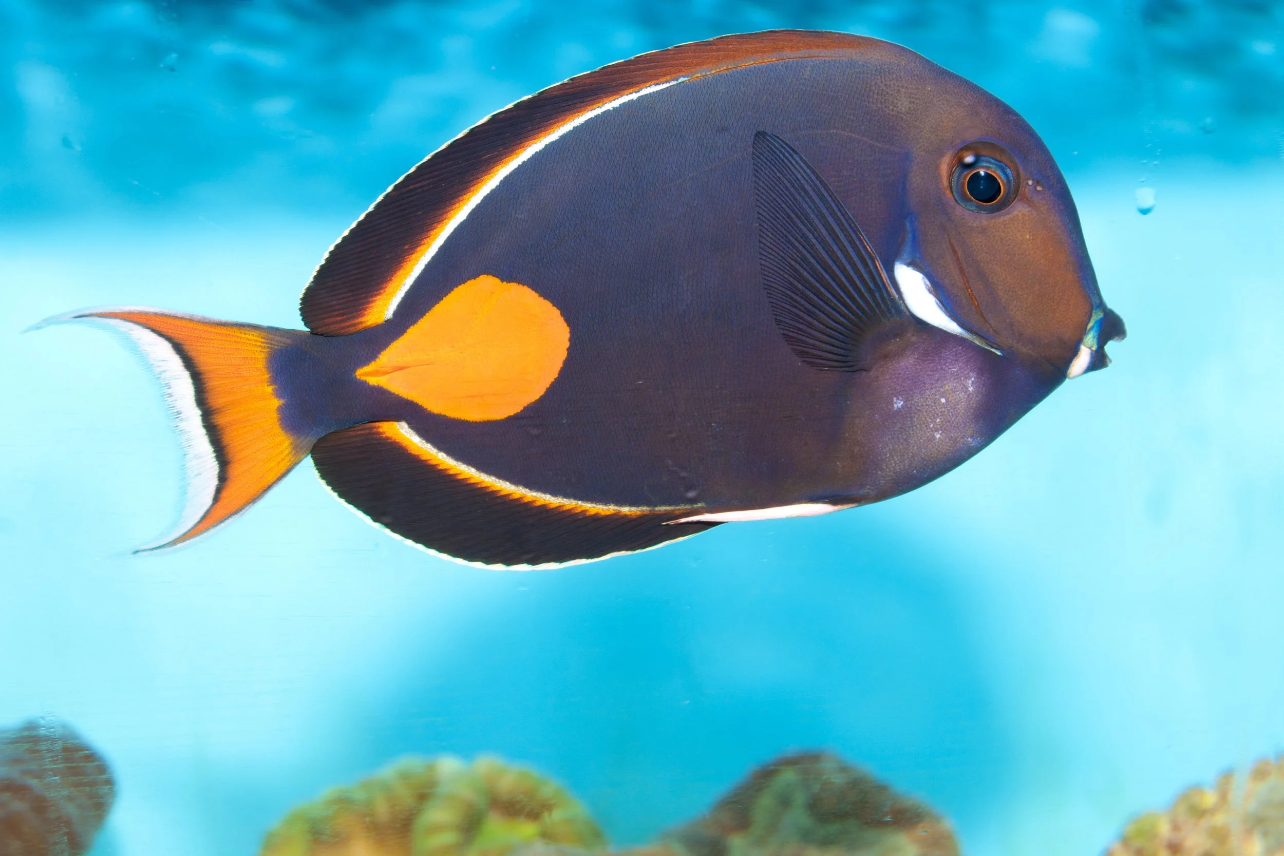 Achilles Tang7.jpg