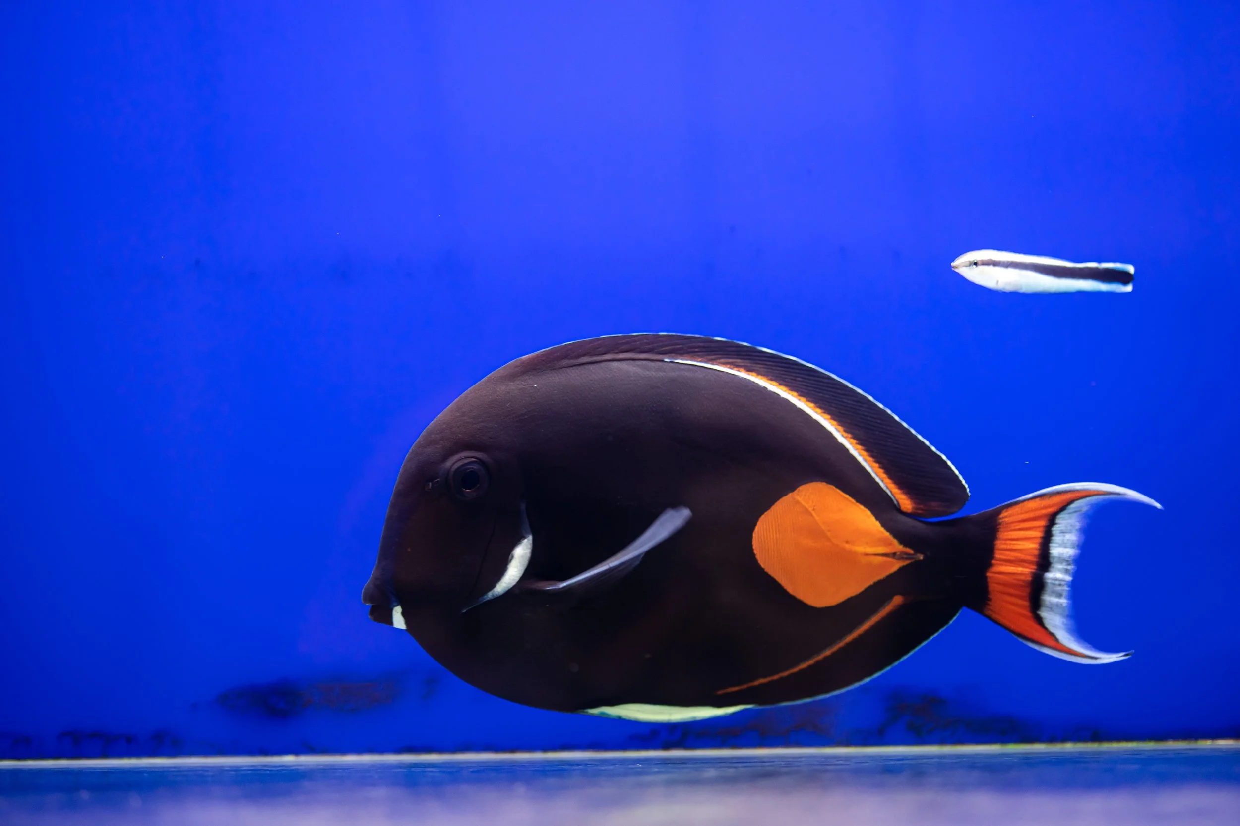 Achilles Tang6.jpg
