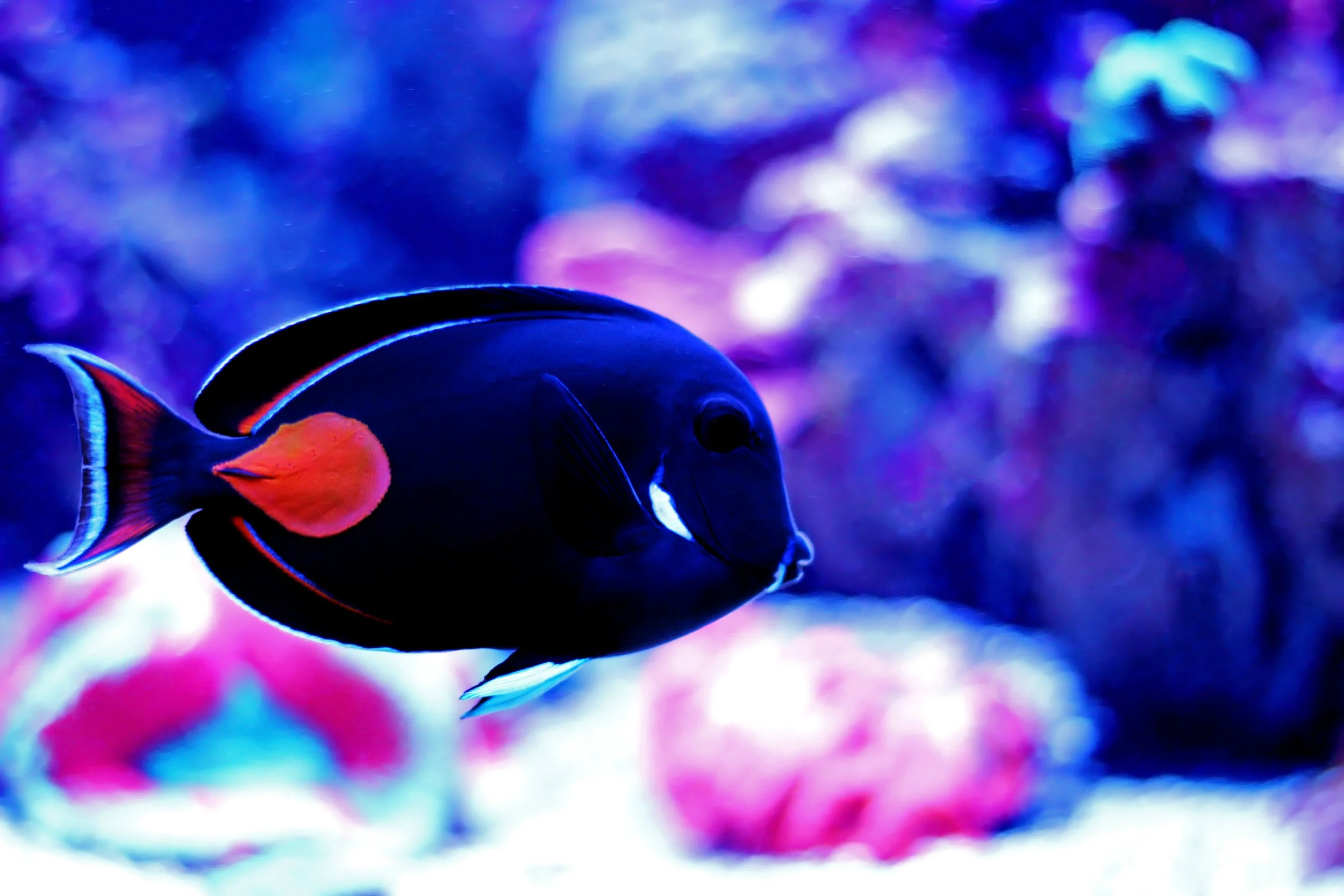 Achilles Tang10.jpg