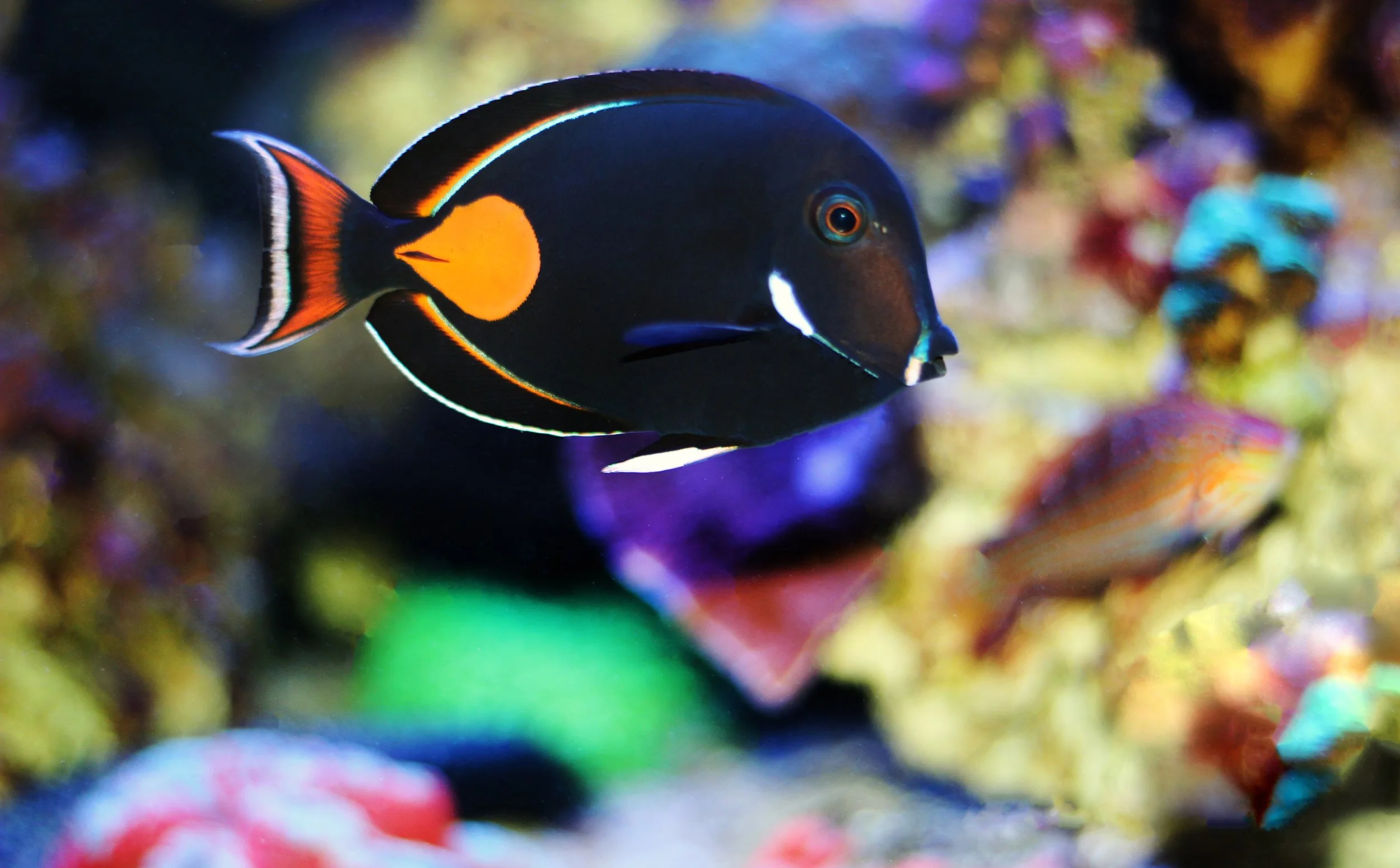 Achilles Tang9.jpg