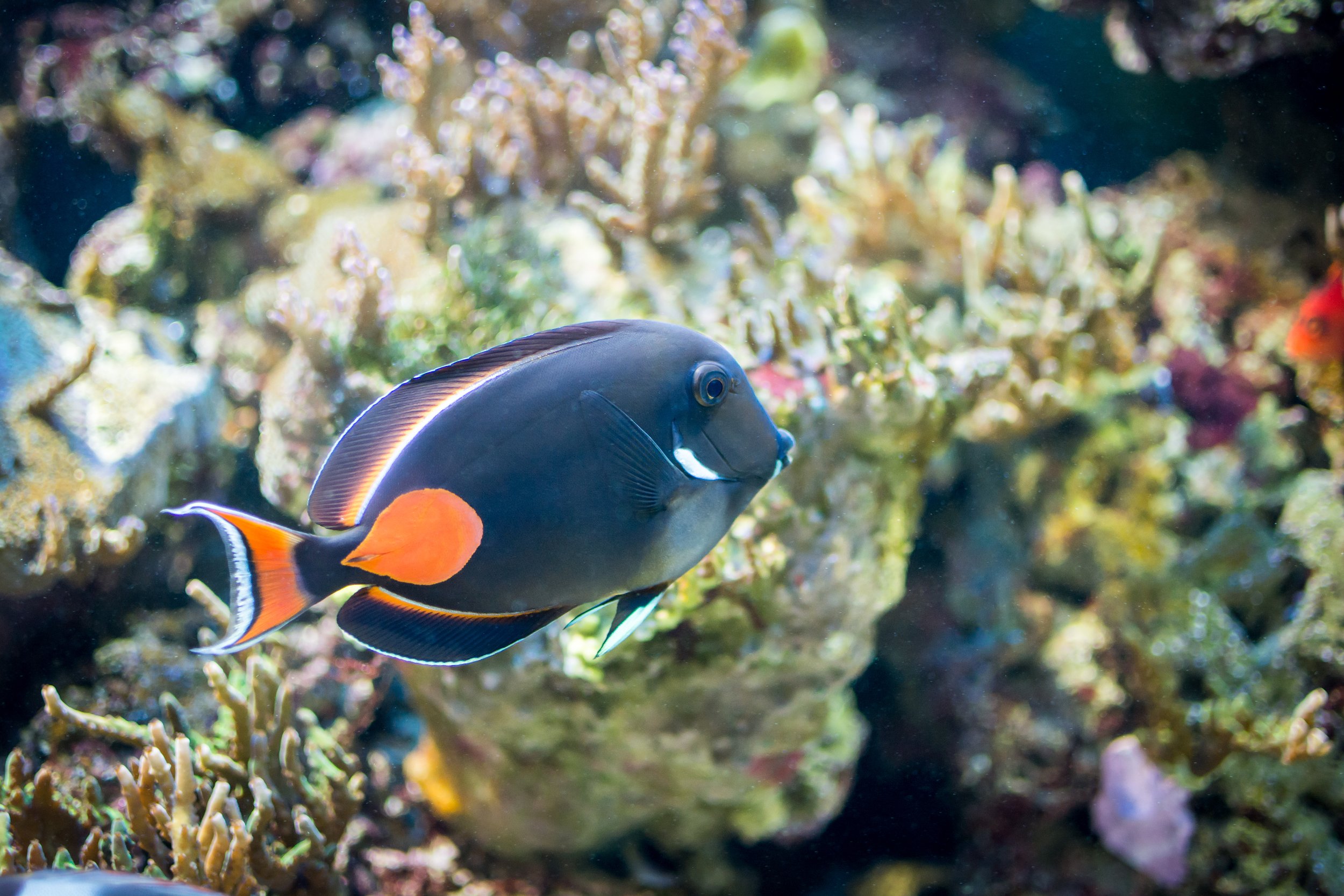 Achilles Tang11.jpg