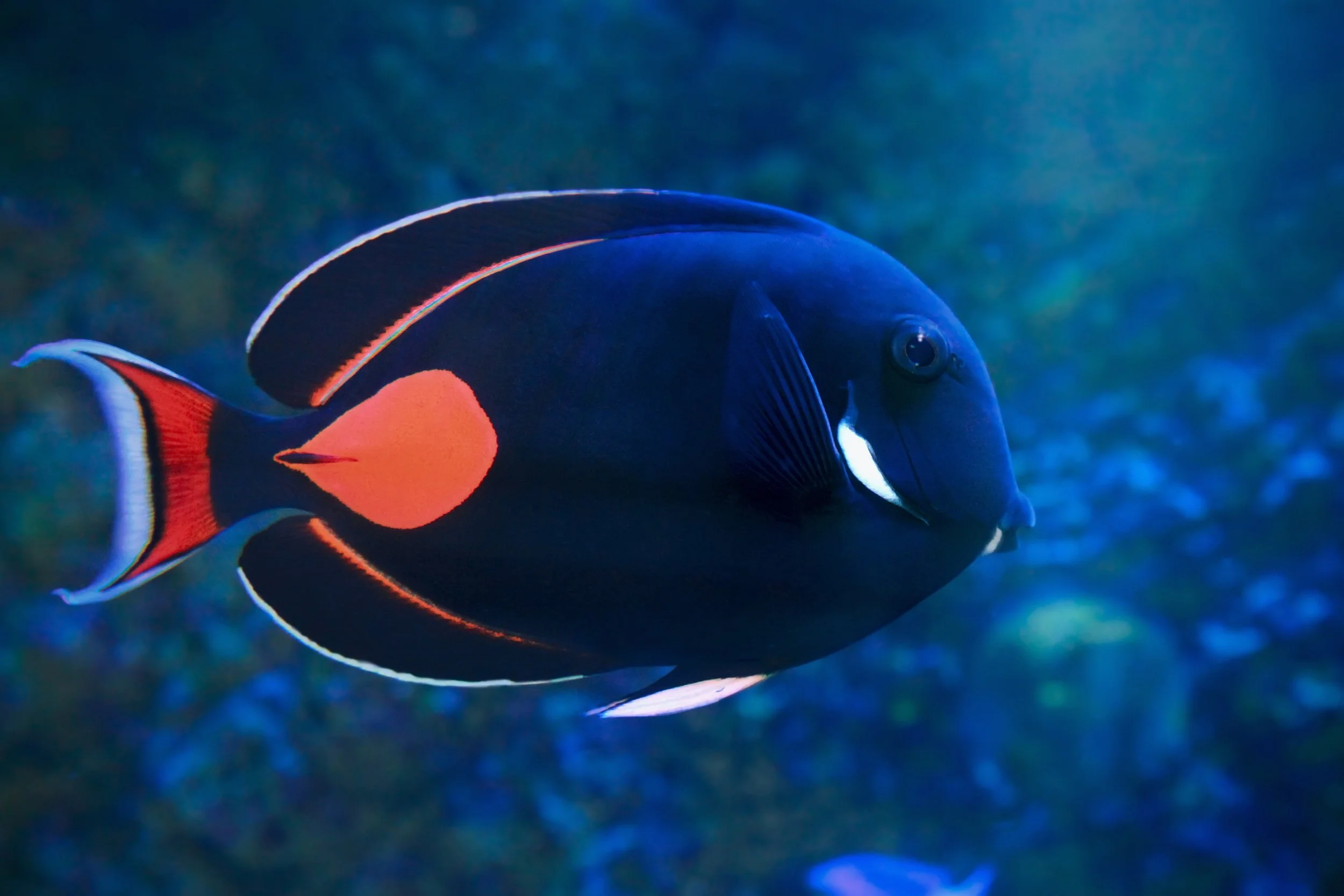 Achilles Tang16.jpg