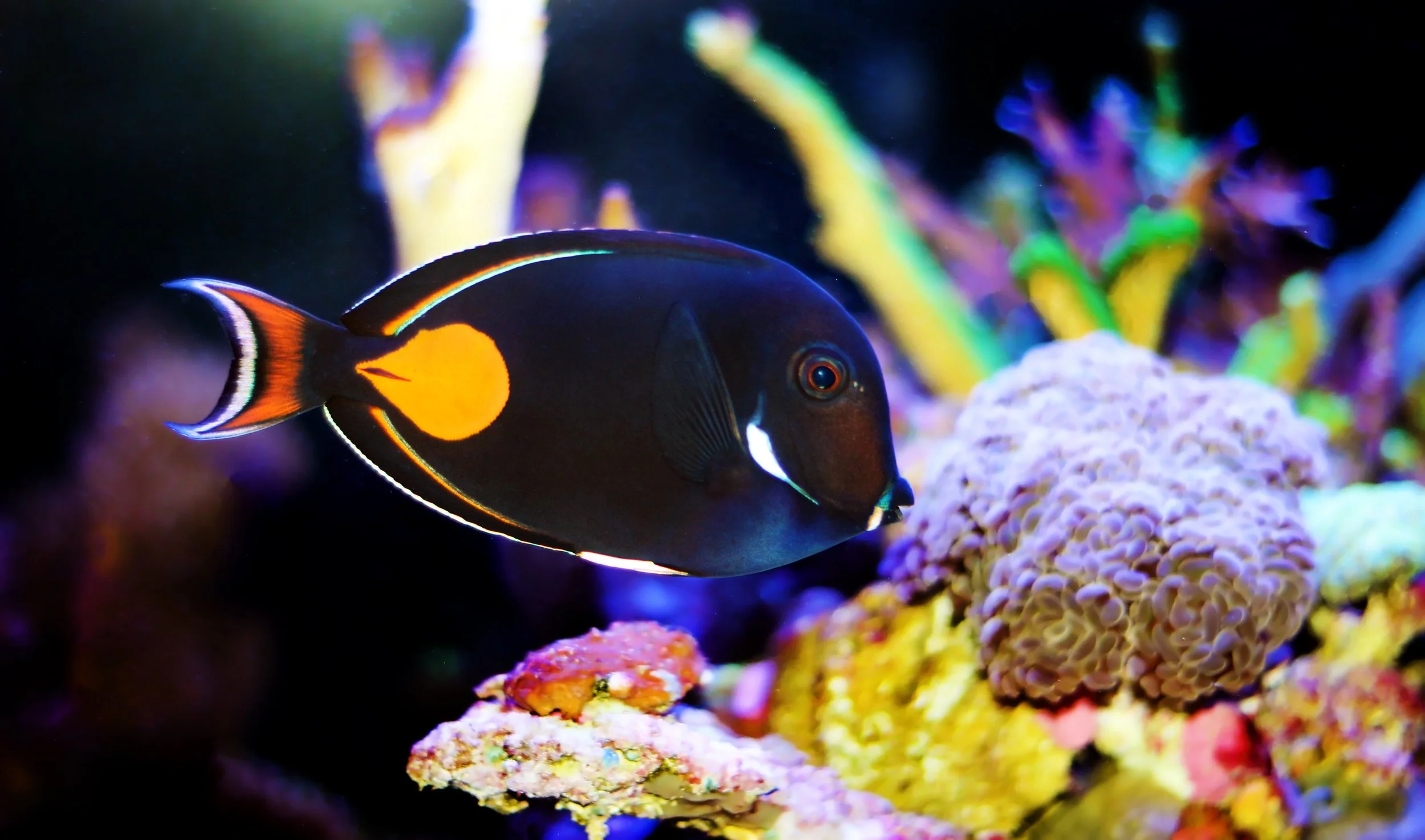 Achilles Tang12.jpg