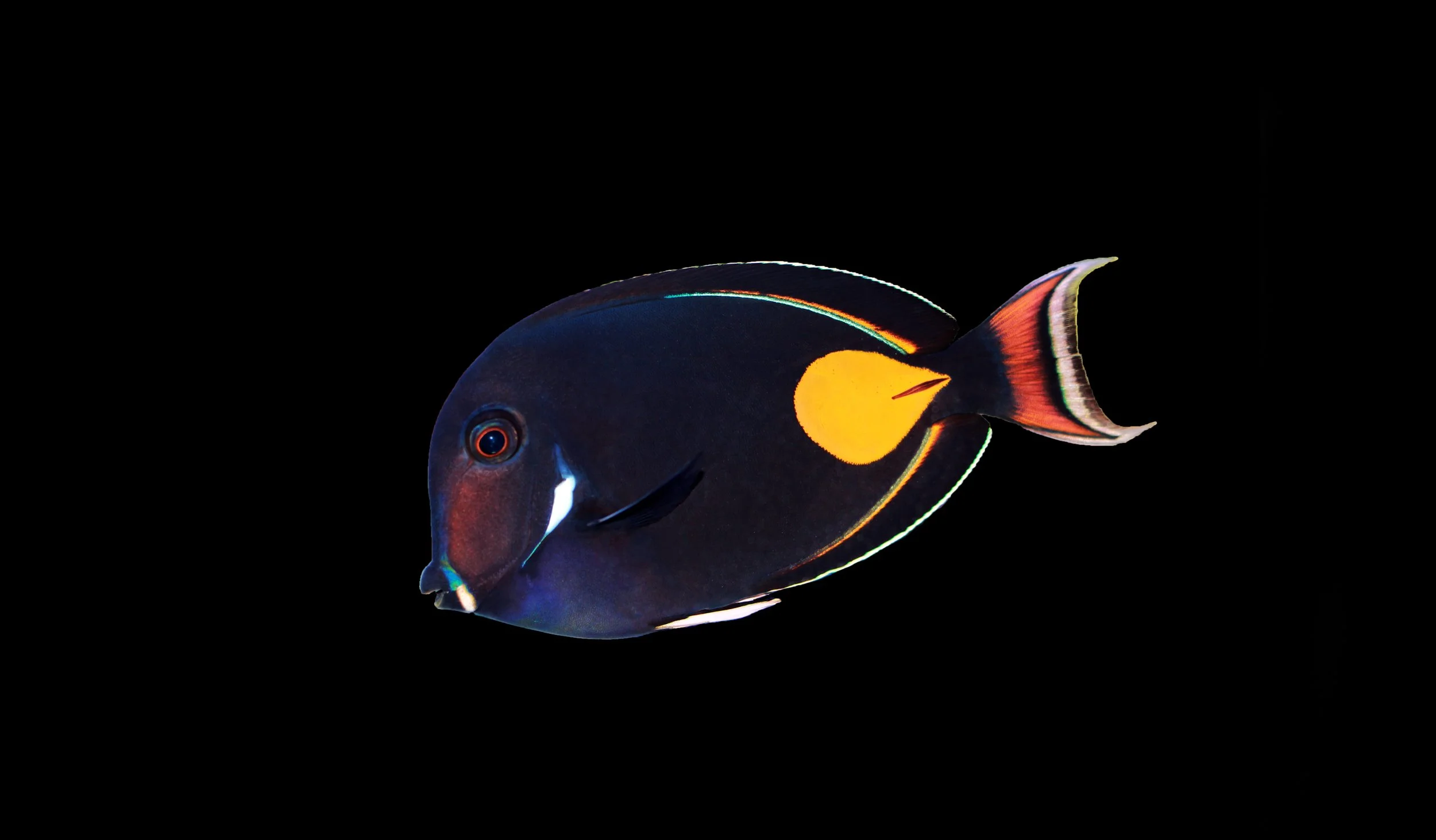 Achilles Tang14.jpg