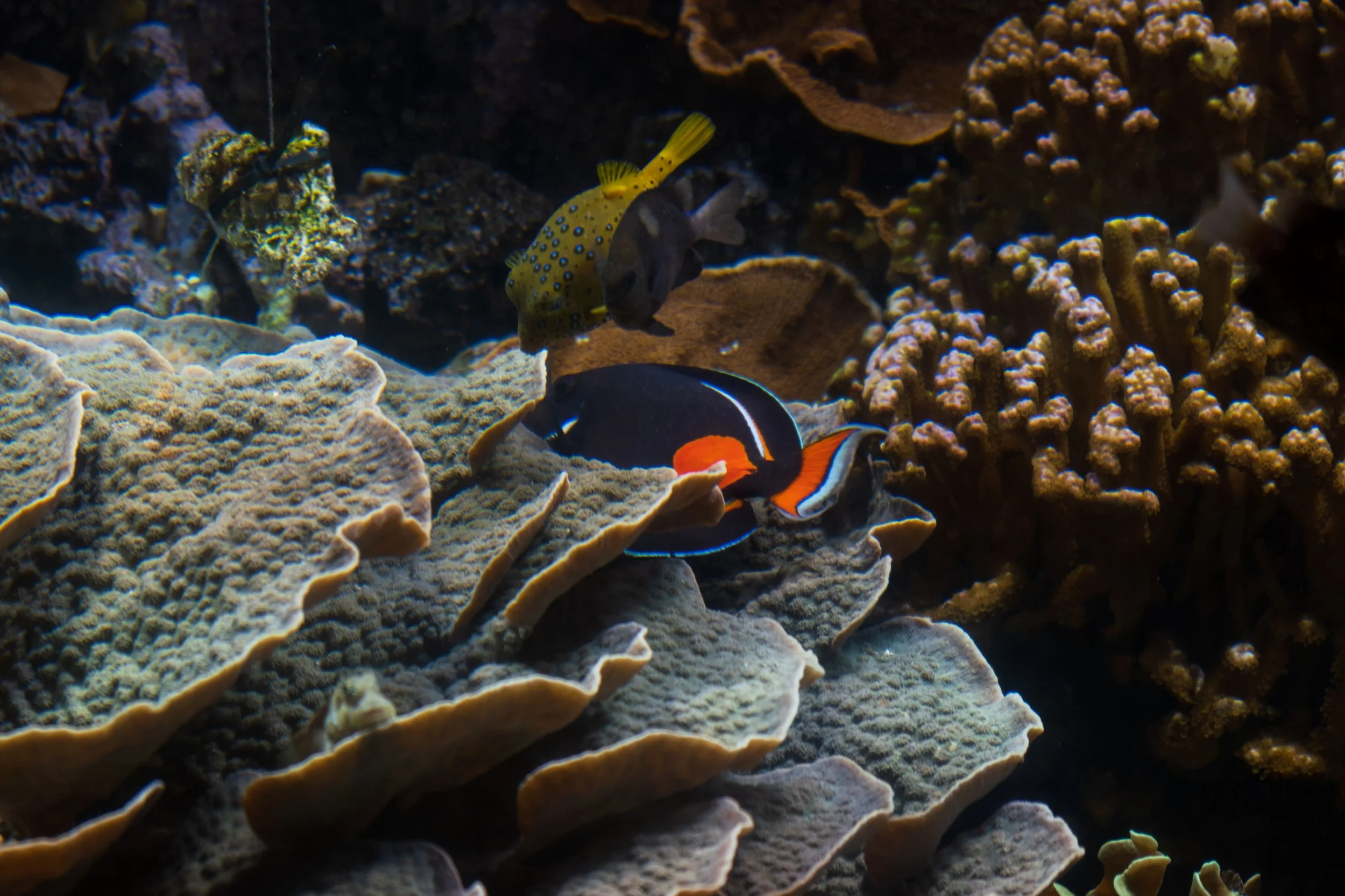 Achilles Tang13.jpg