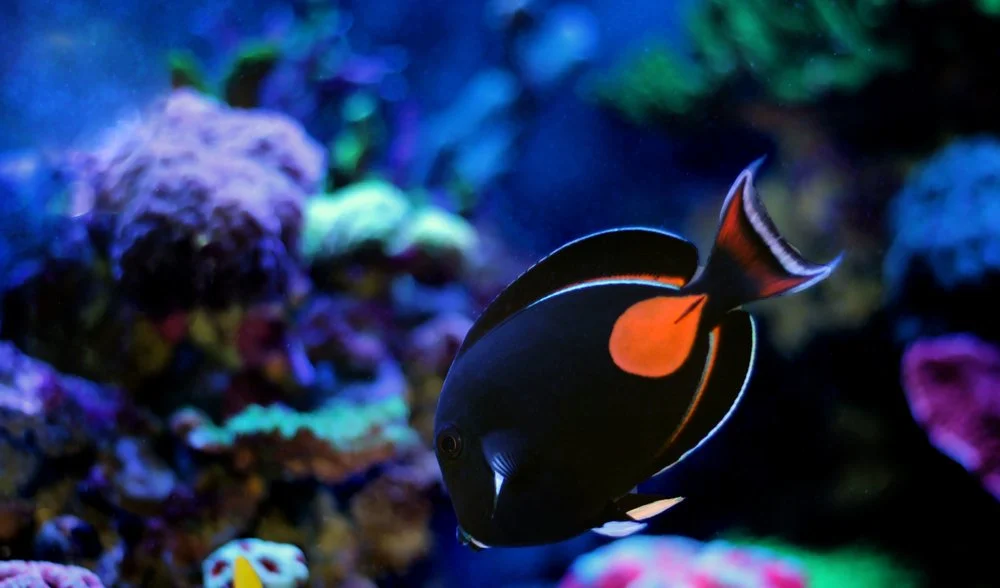 Achilles Tang15.jpg