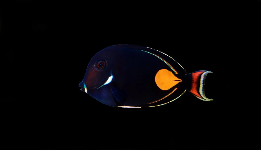 Achilles Tang18.jpg