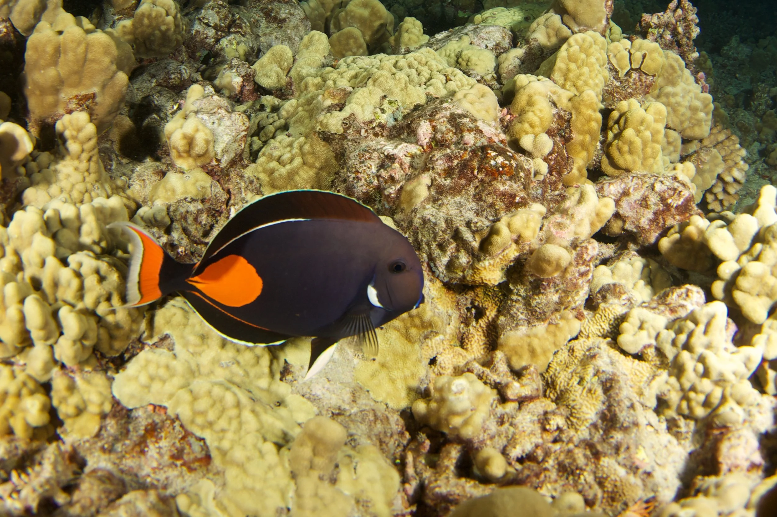 Achilles Tang17.jpg