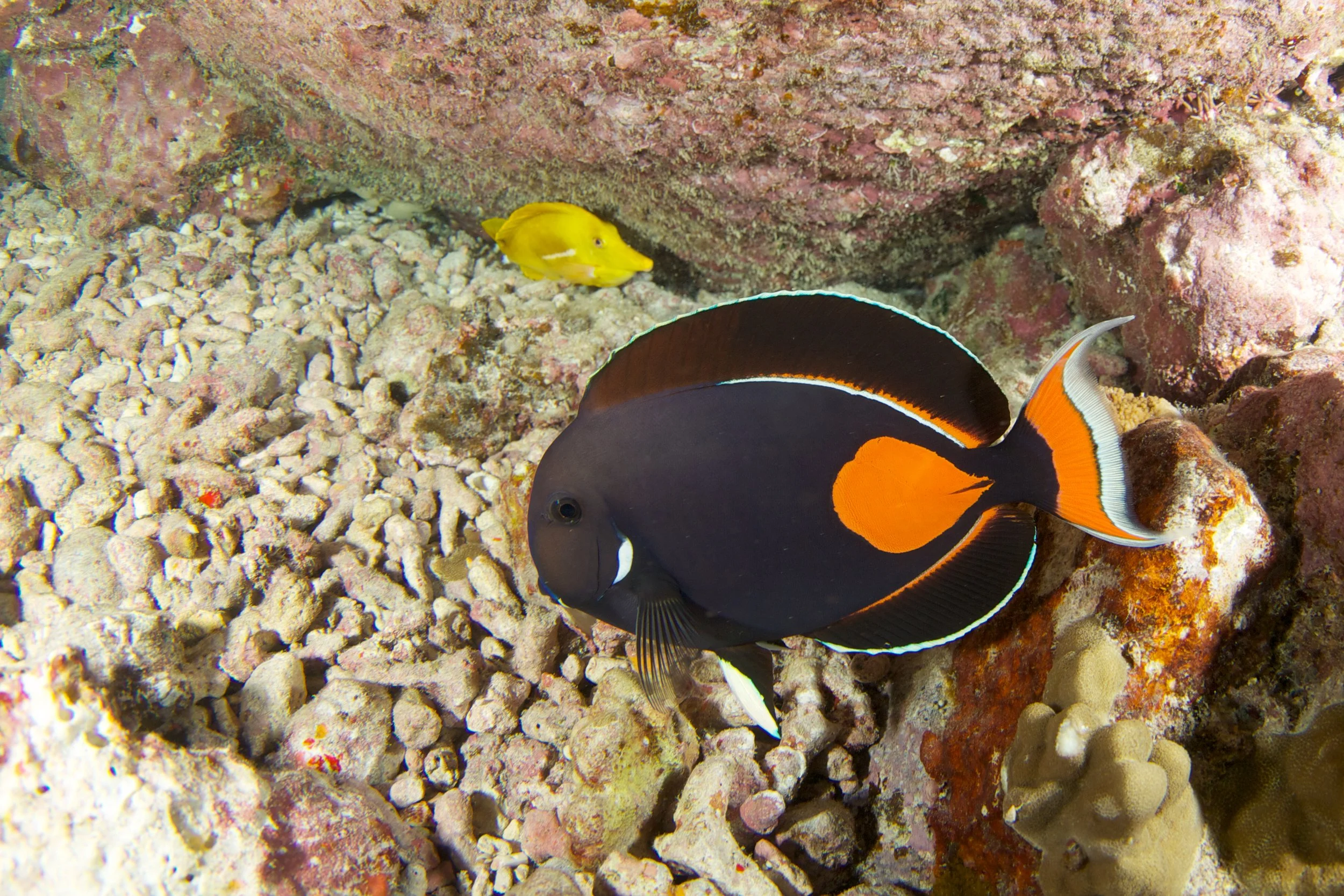 Achilles Tang19.jpg
